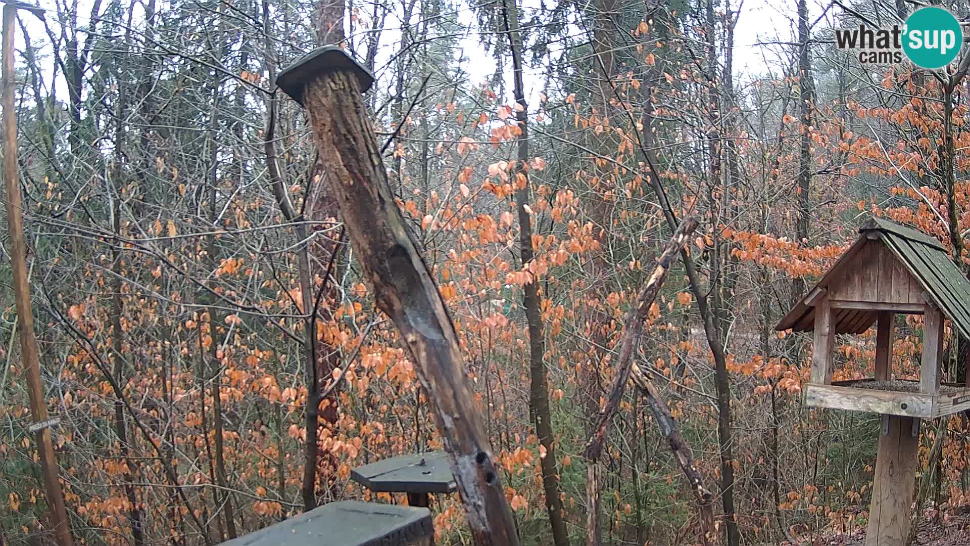 Bird feeders at ZOO Ljubljana webcam