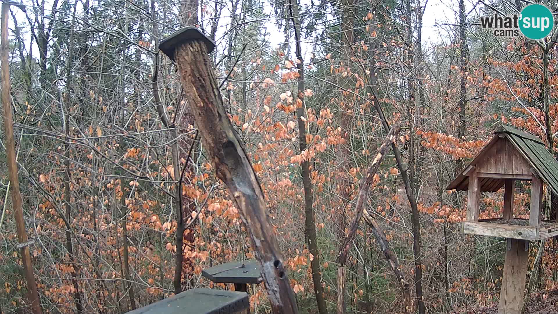 Bird feeders at ZOO Ljubljana webcam