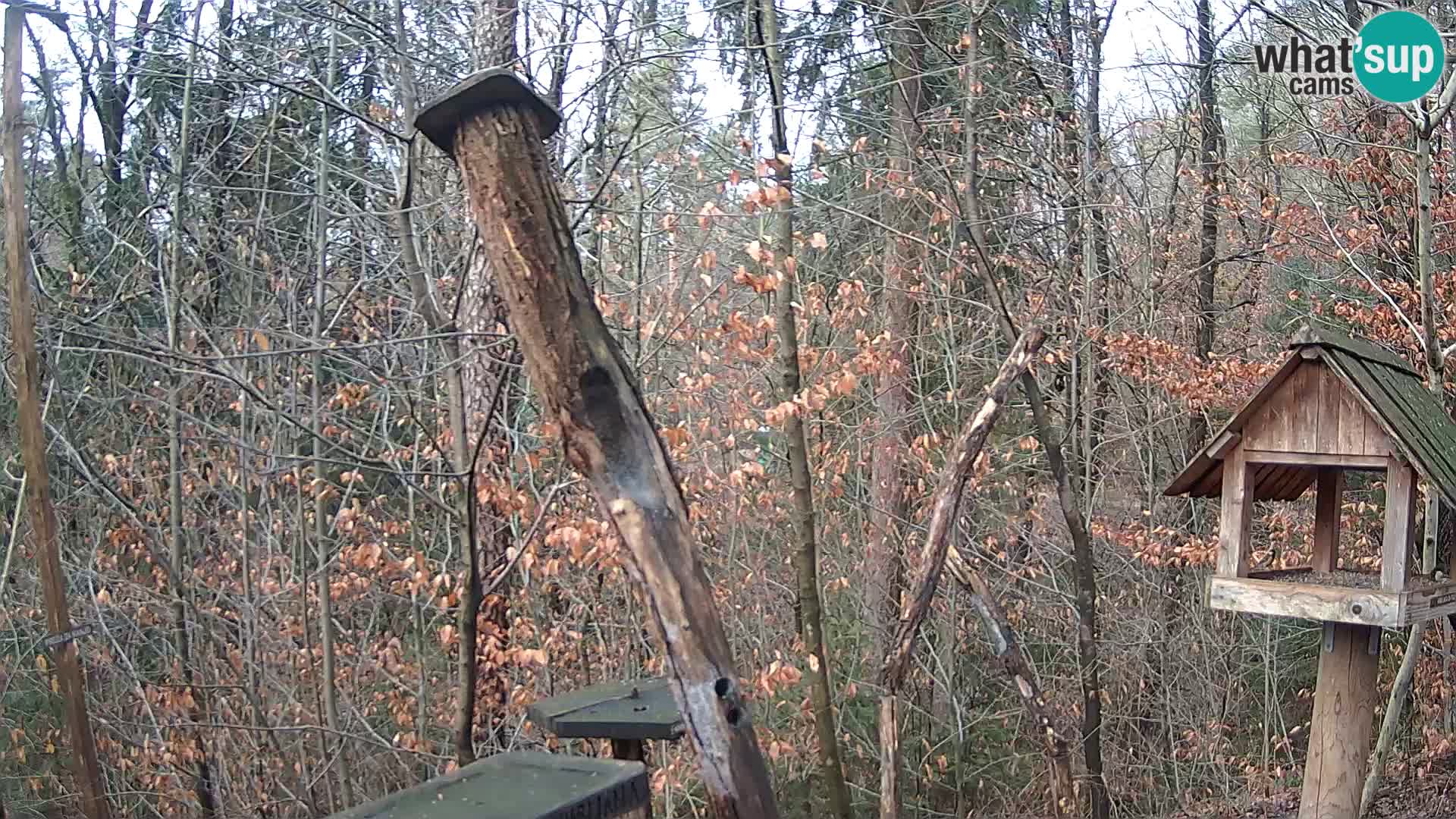 Comederos para pájaros en ZOO Ljubljana camera en vivo