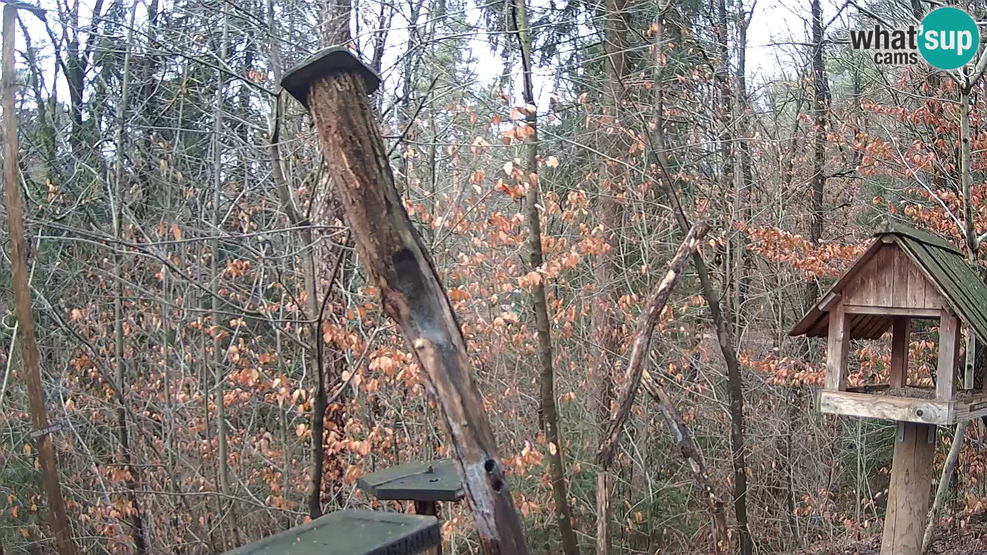 Vogelfutterhäuschen im ZOO webcam Ljubljana