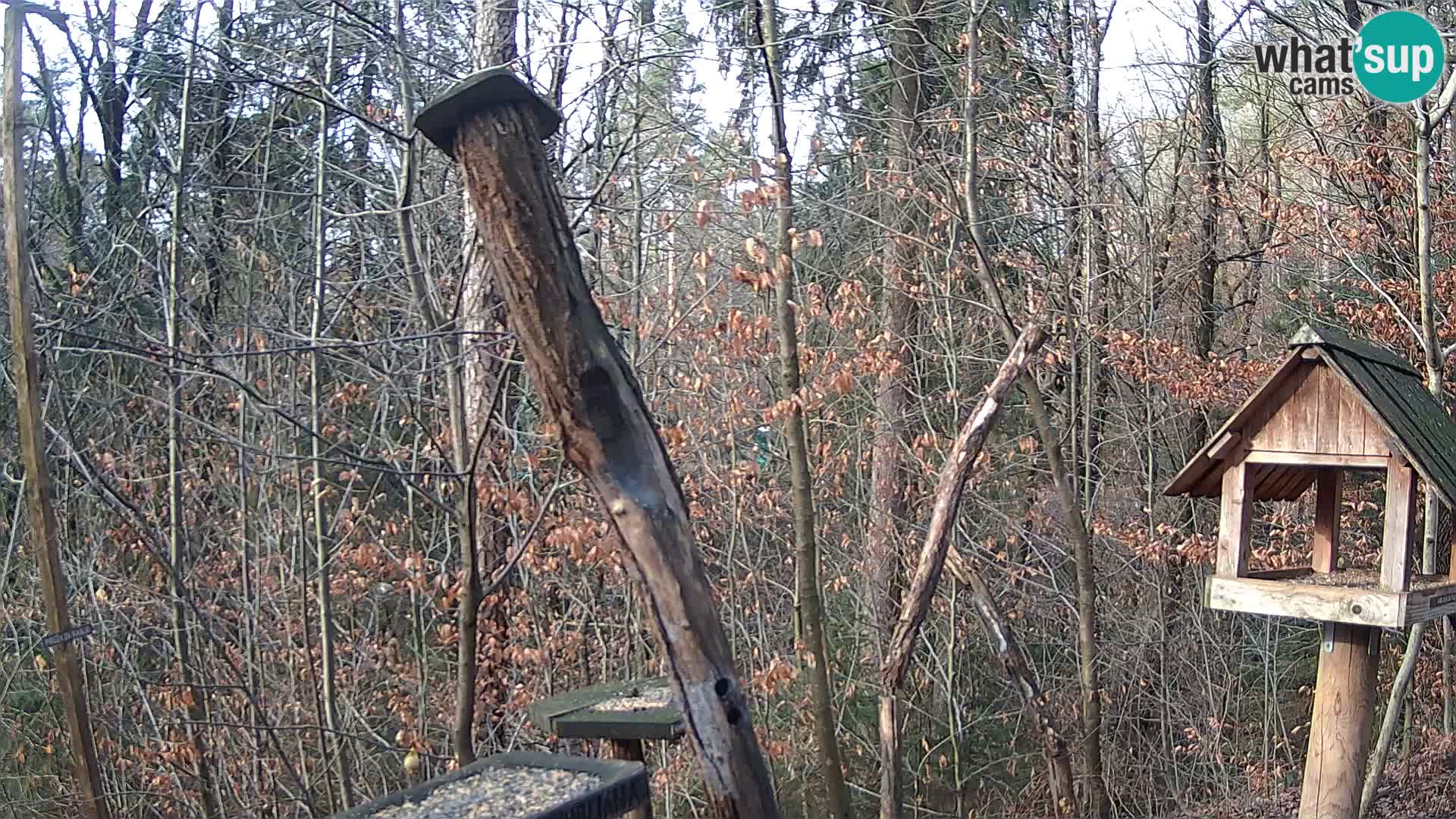 Mangeoires pour oiseaux au ZOO live webcam Ljubljana