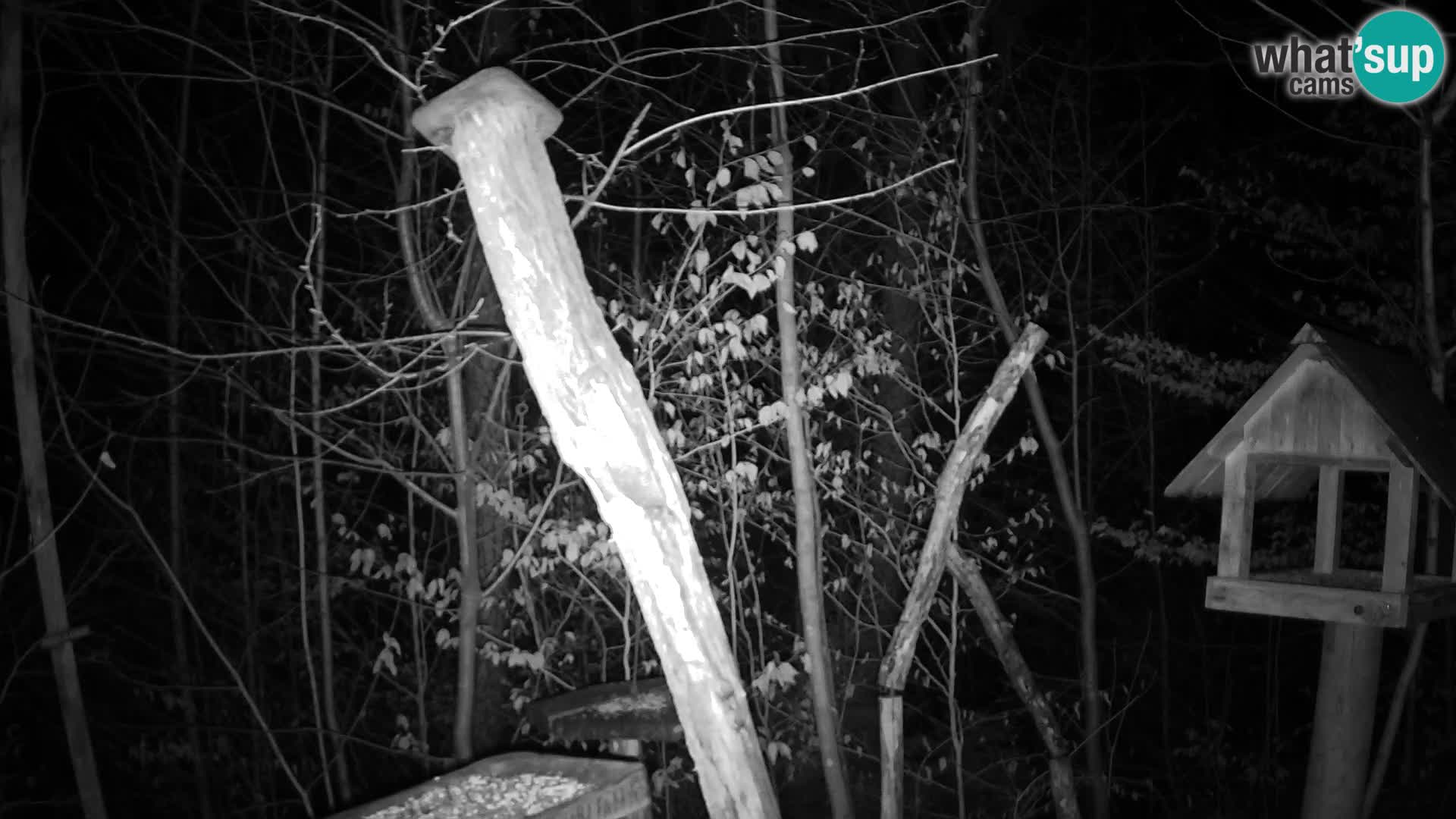 Bird feeders at ZOO Ljubljana webcam