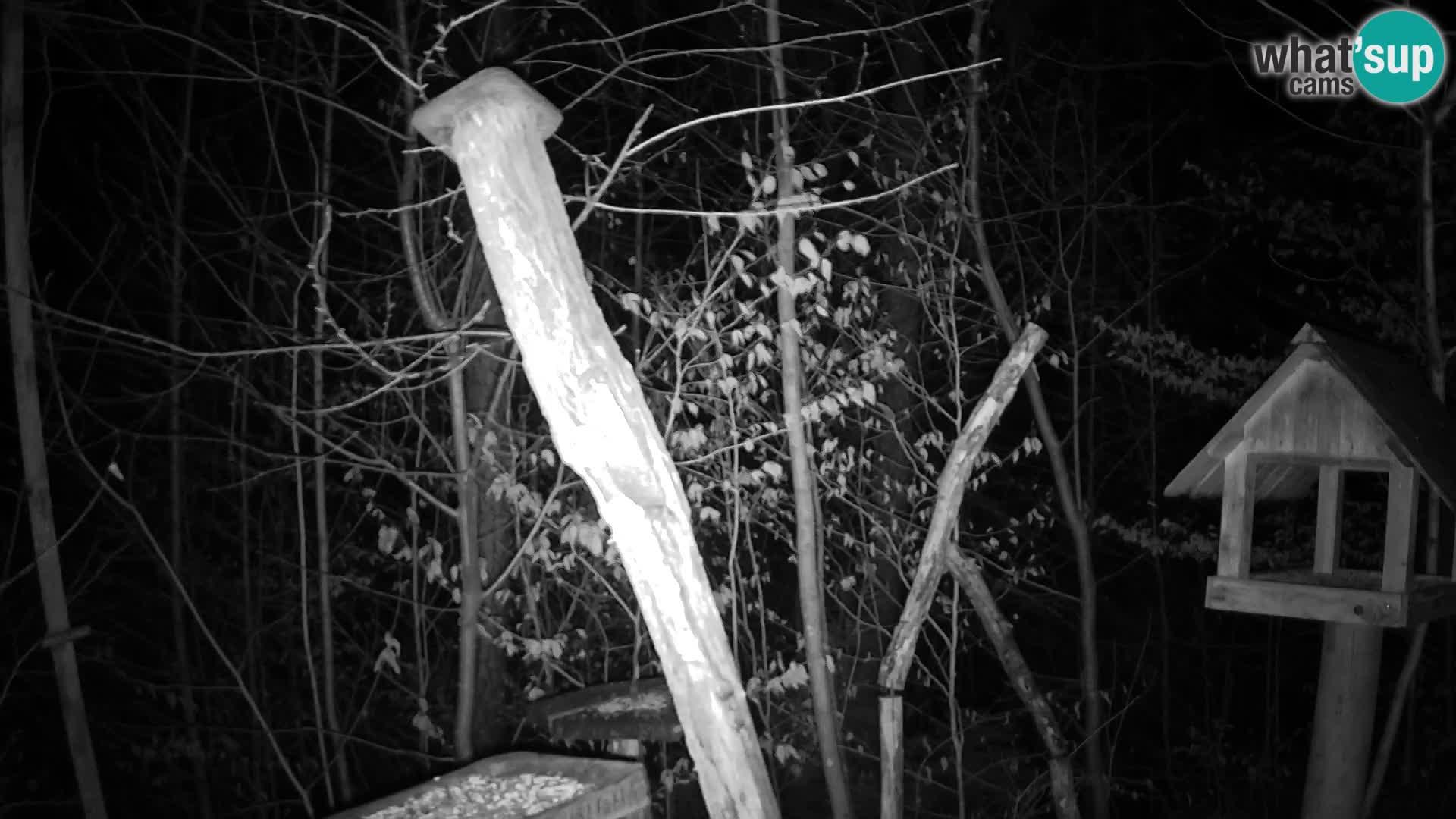 Bird feeders at ZOO Ljubljana webcam