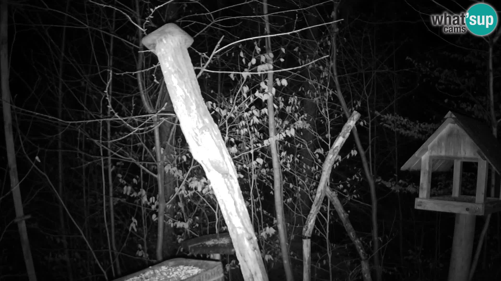 Bird feeders at ZOO Ljubljana webcam