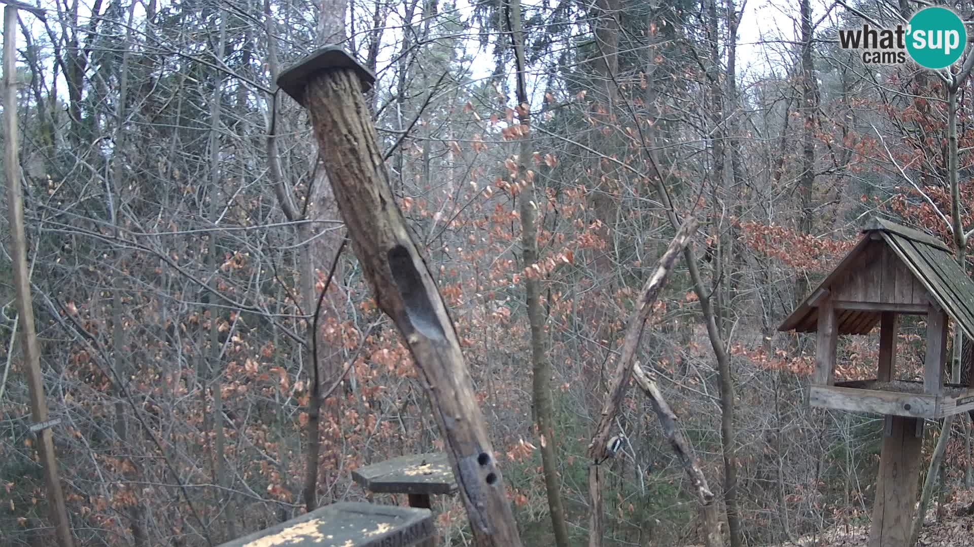 Vogelfutterhäuschen im ZOO webcam Ljubljana