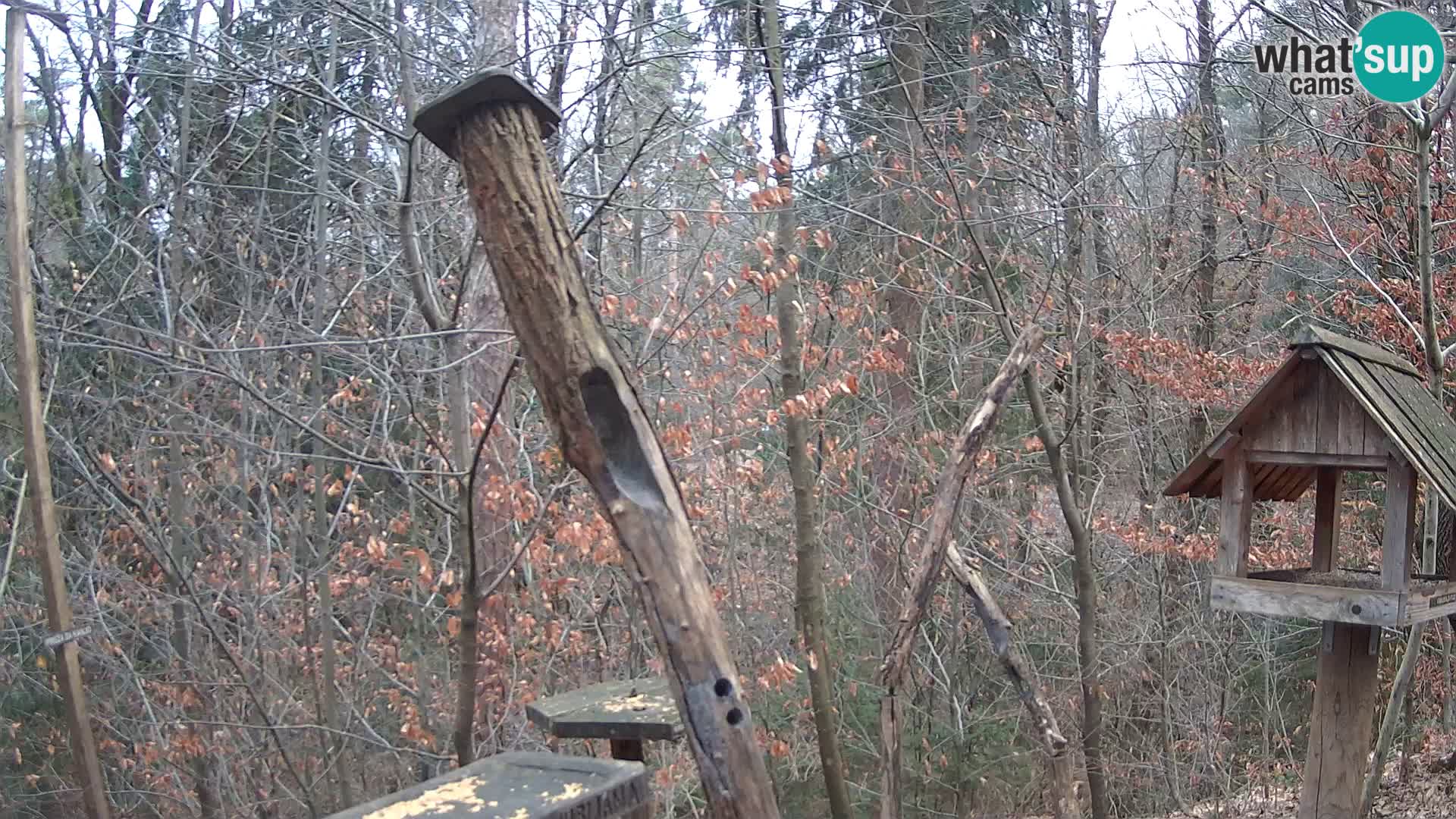 Krmilnice za ptiče v ZOO Ljubljana spletna kamera