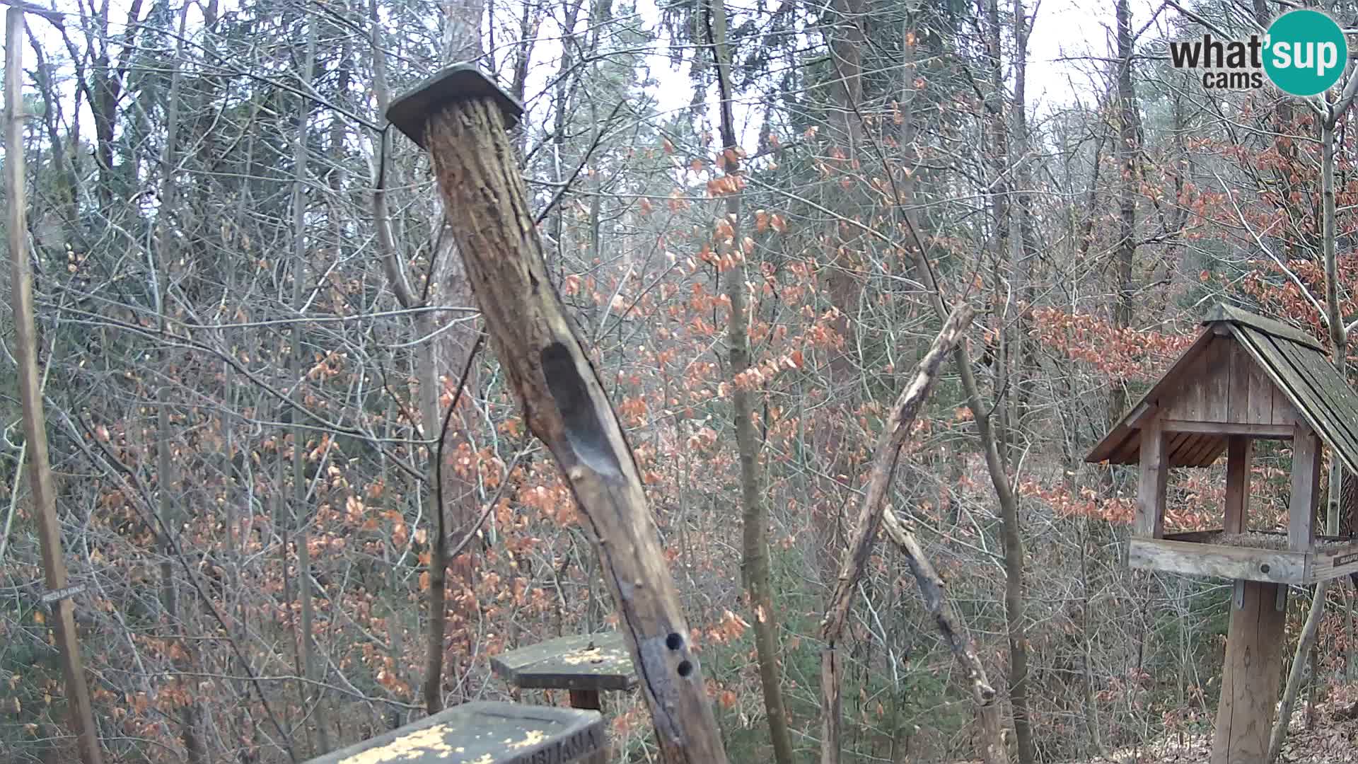 Mangeoires pour oiseaux au ZOO live webcam Ljubljana