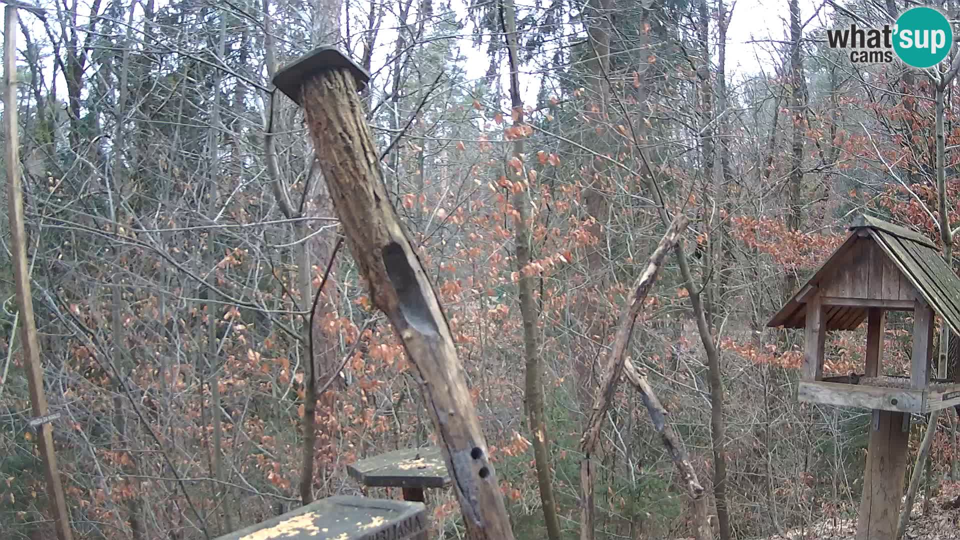 Comederos para pájaros en ZOO Ljubljana camera en vivo