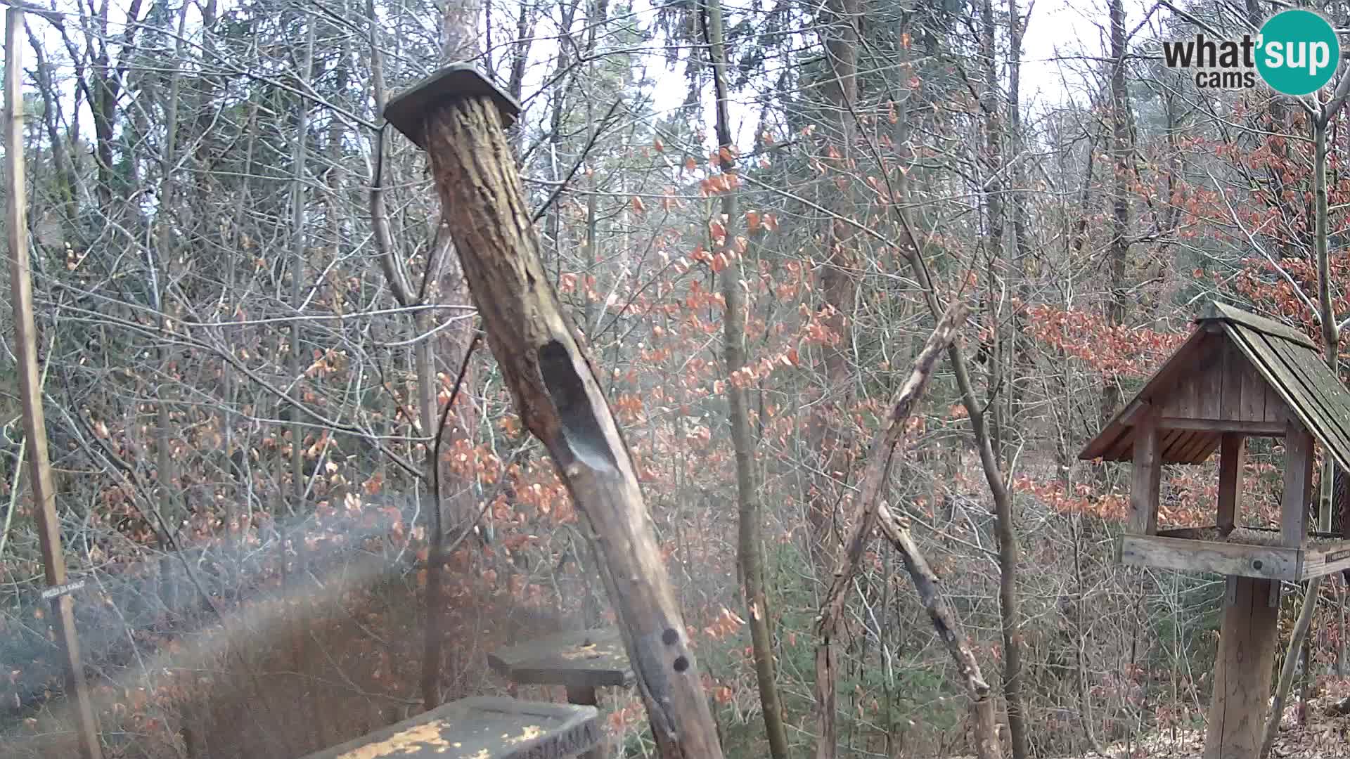 Mangeoires pour oiseaux au ZOO live webcam Ljubljana