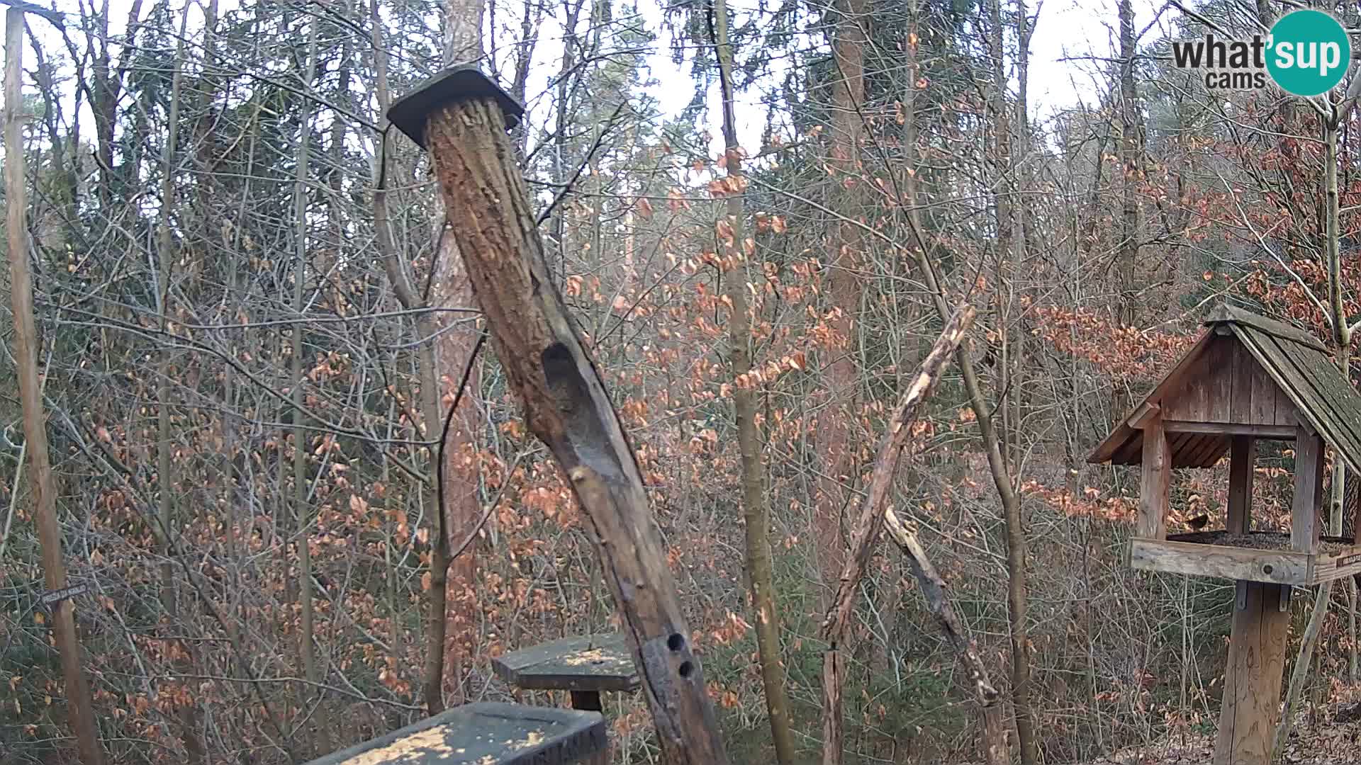 Vogelfutterhäuschen im ZOO webcam Ljubljana