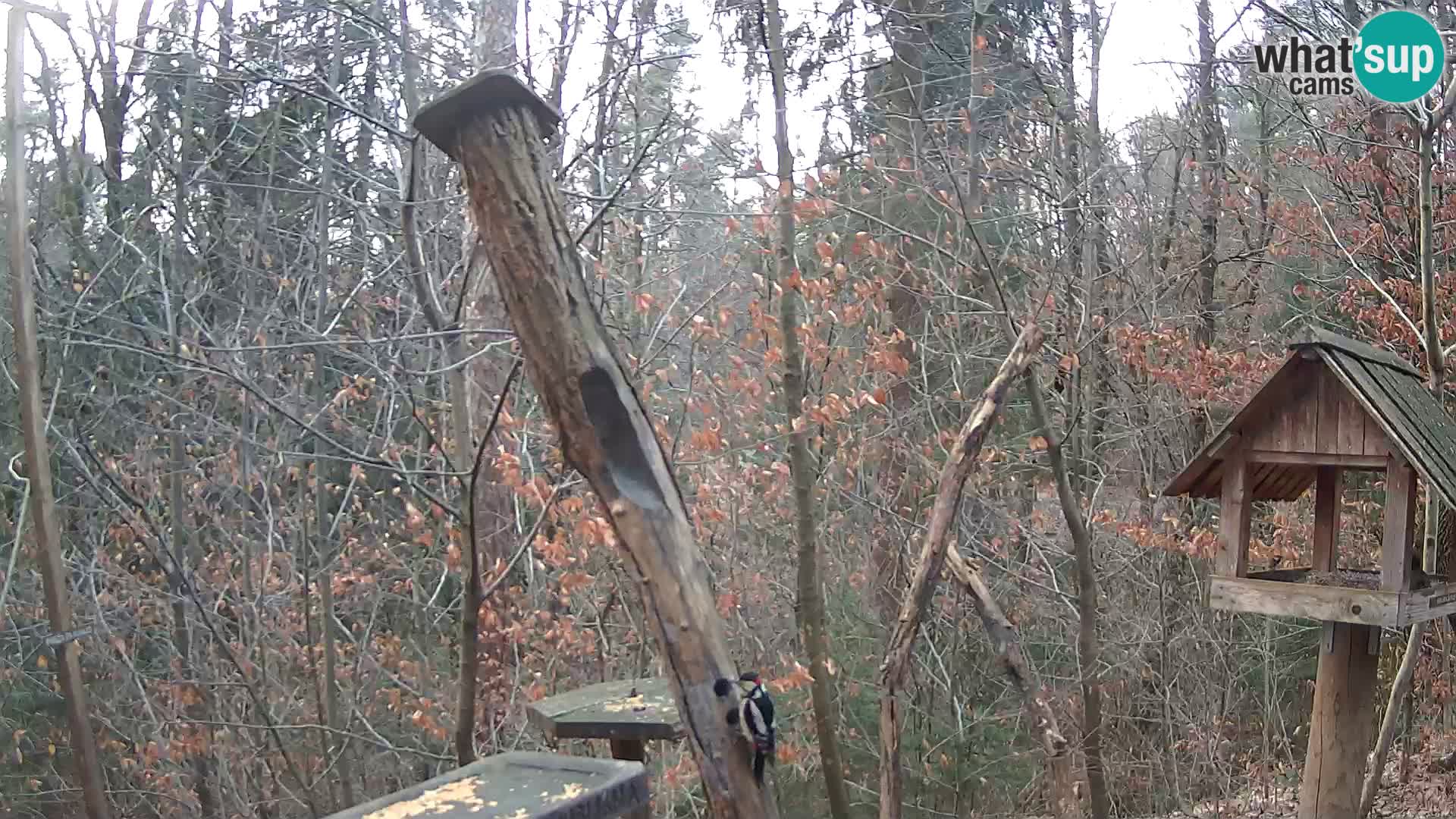 Comederos para pájaros en ZOO Ljubljana camera en vivo