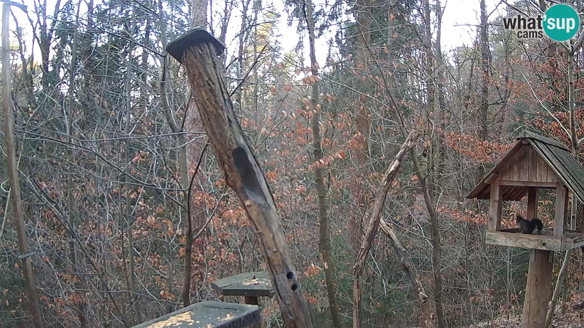 Vogelfutterhäuschen im ZOO webcam Ljubljana