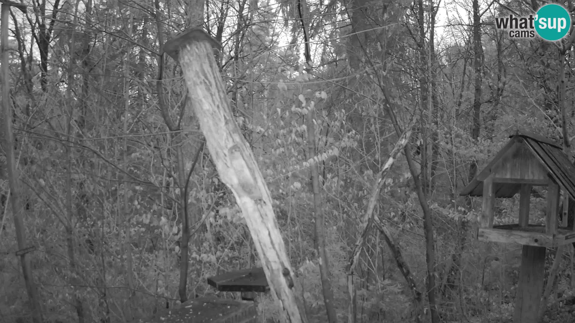 Bird feeders at ZOO Ljubljana webcam