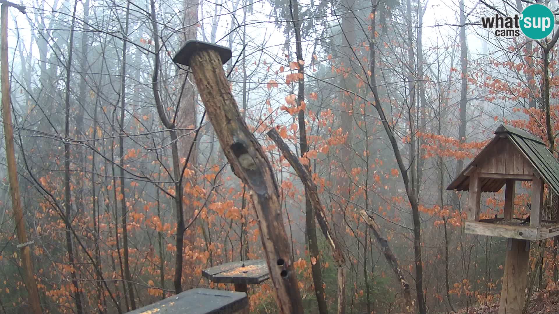 Bird feeders at ZOO Ljubljana webcam