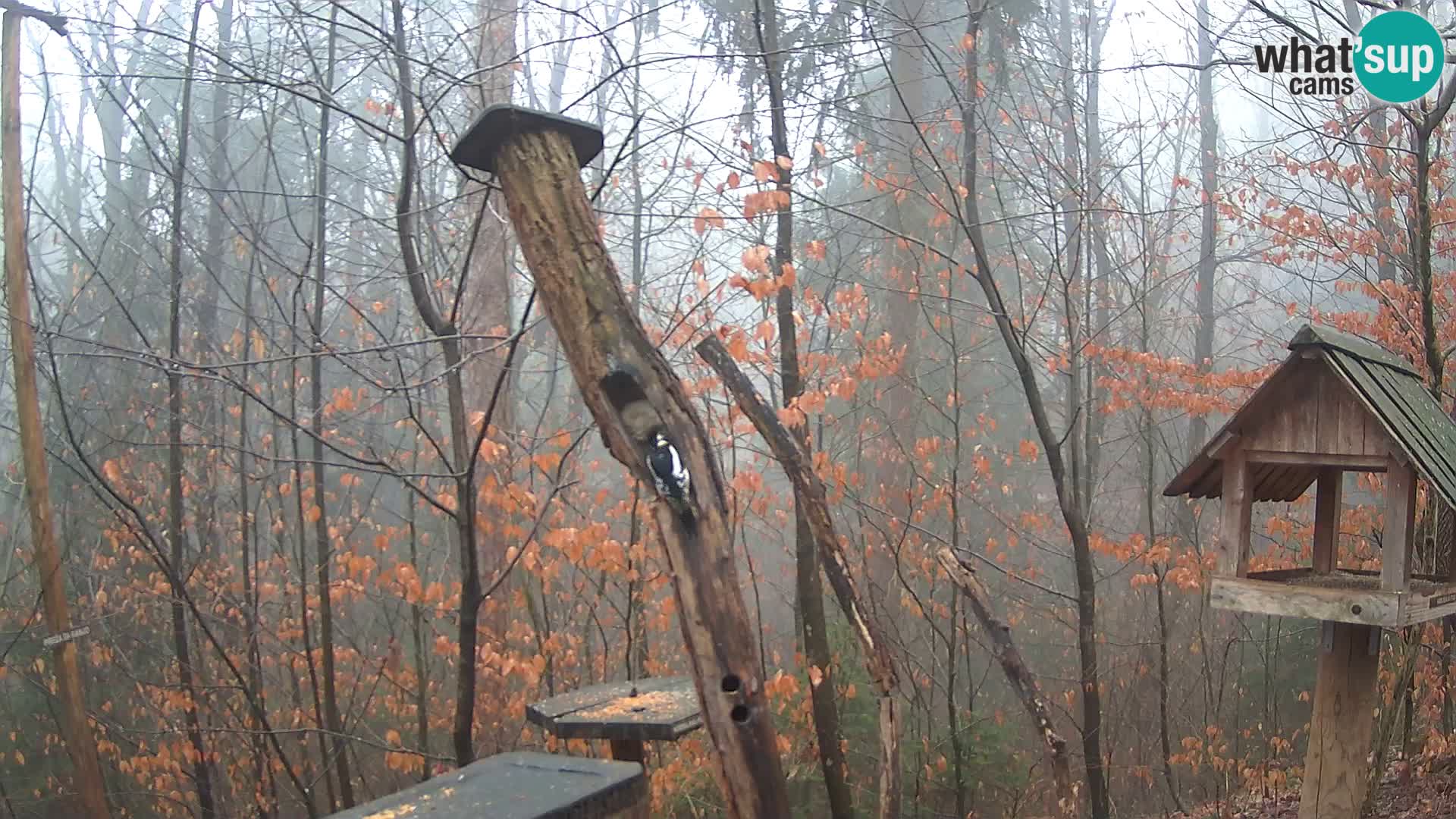 Mangiatoie per uccelli allo ZOO di Lubiana livecam