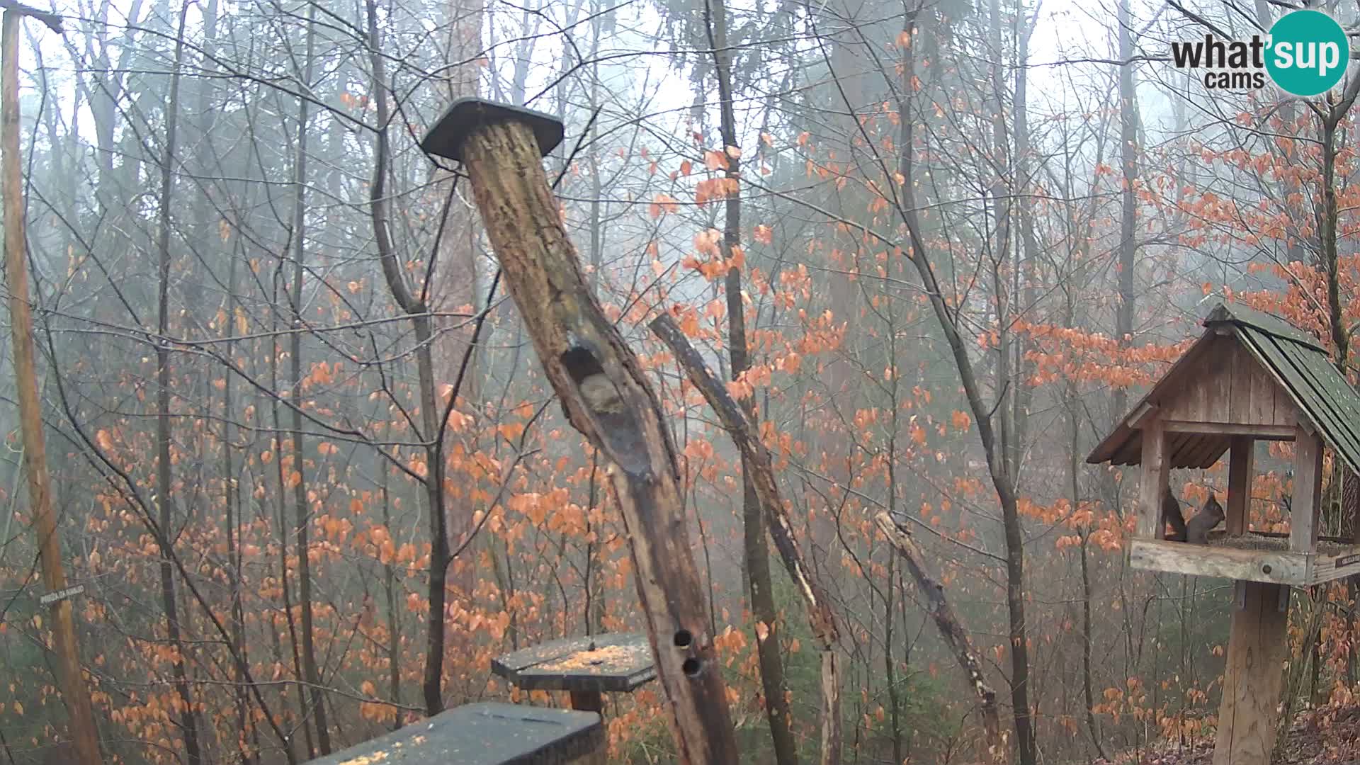 Mangeoires pour oiseaux au ZOO live webcam Ljubljana