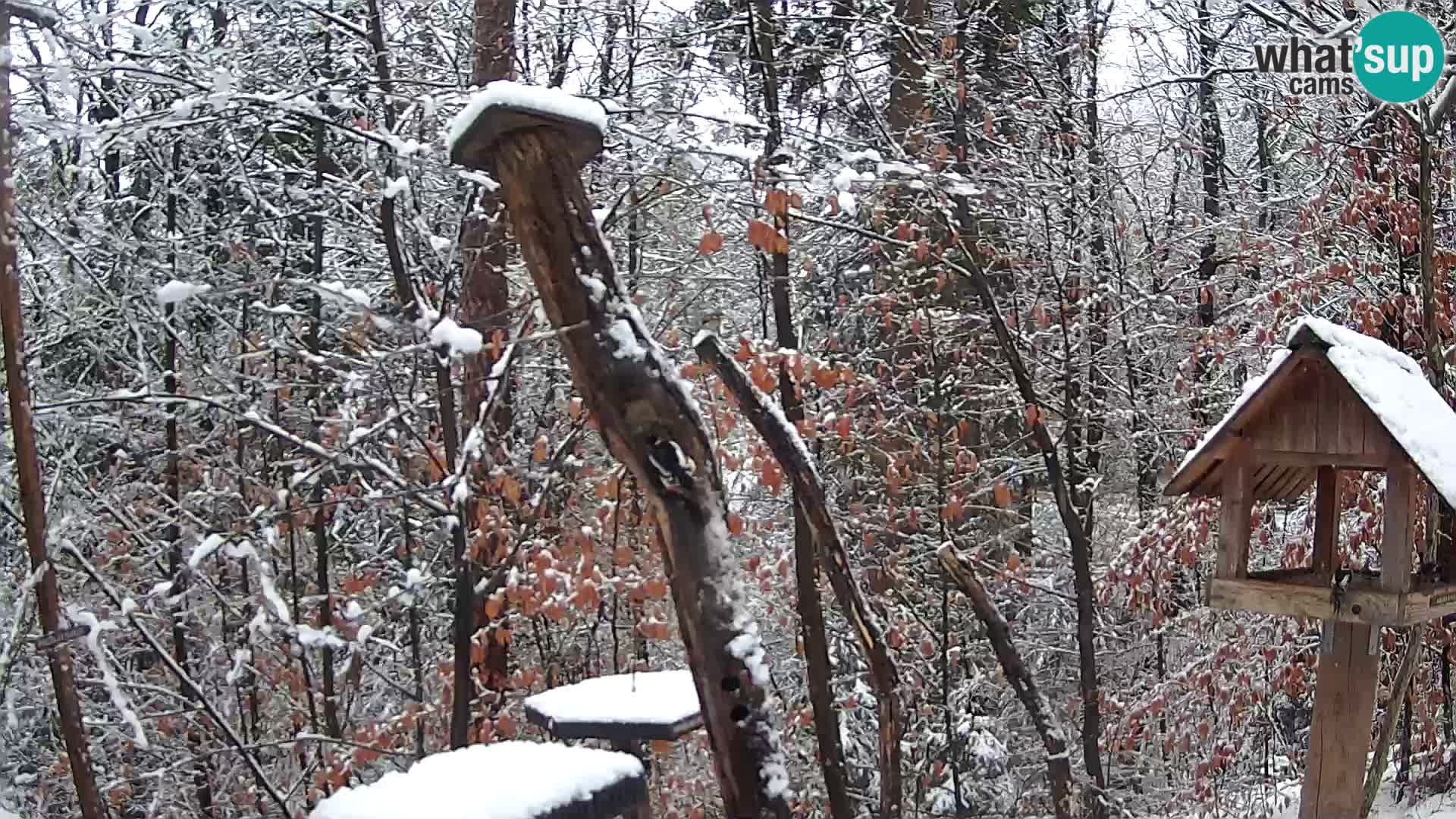 Vogelfutterhäuschen im ZOO webcam Ljubljana