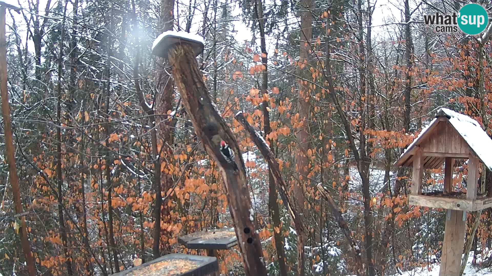 Vogelfutterhäuschen im ZOO webcam Ljubljana