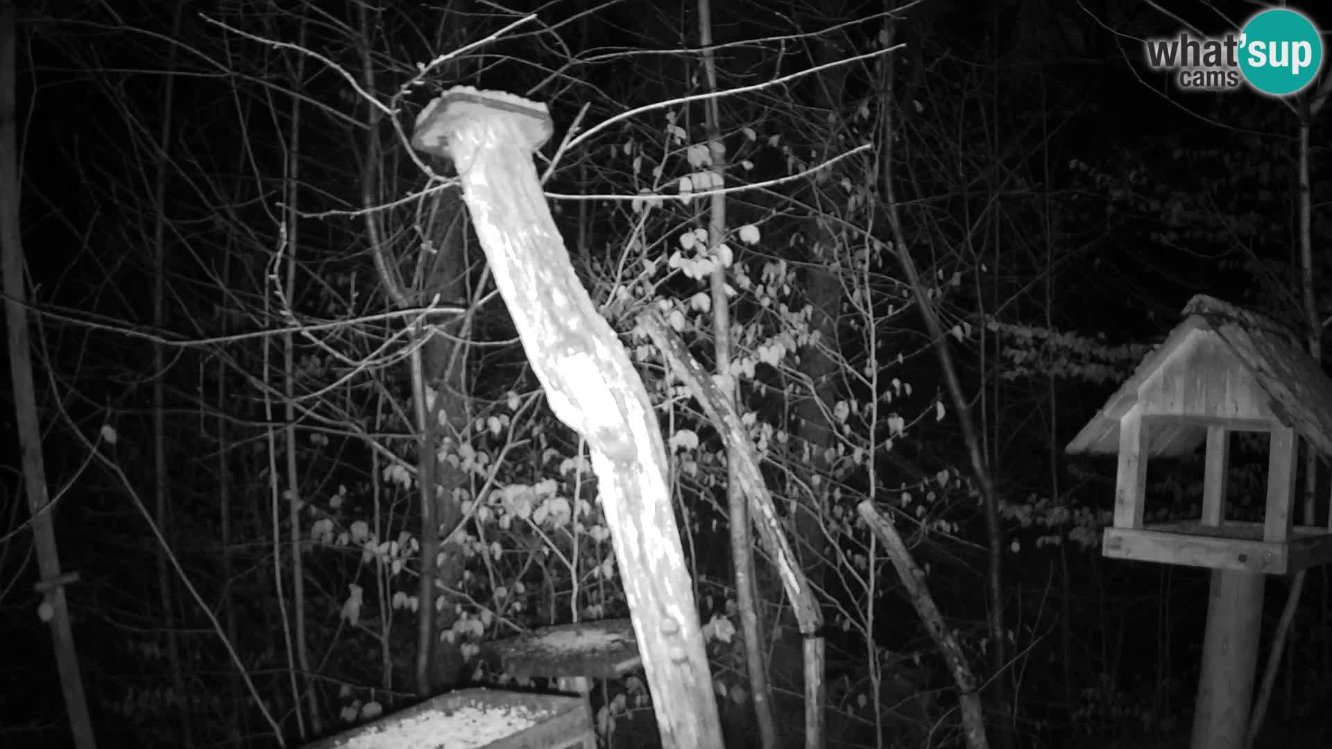 Bird feeders at ZOO Ljubljana webcam