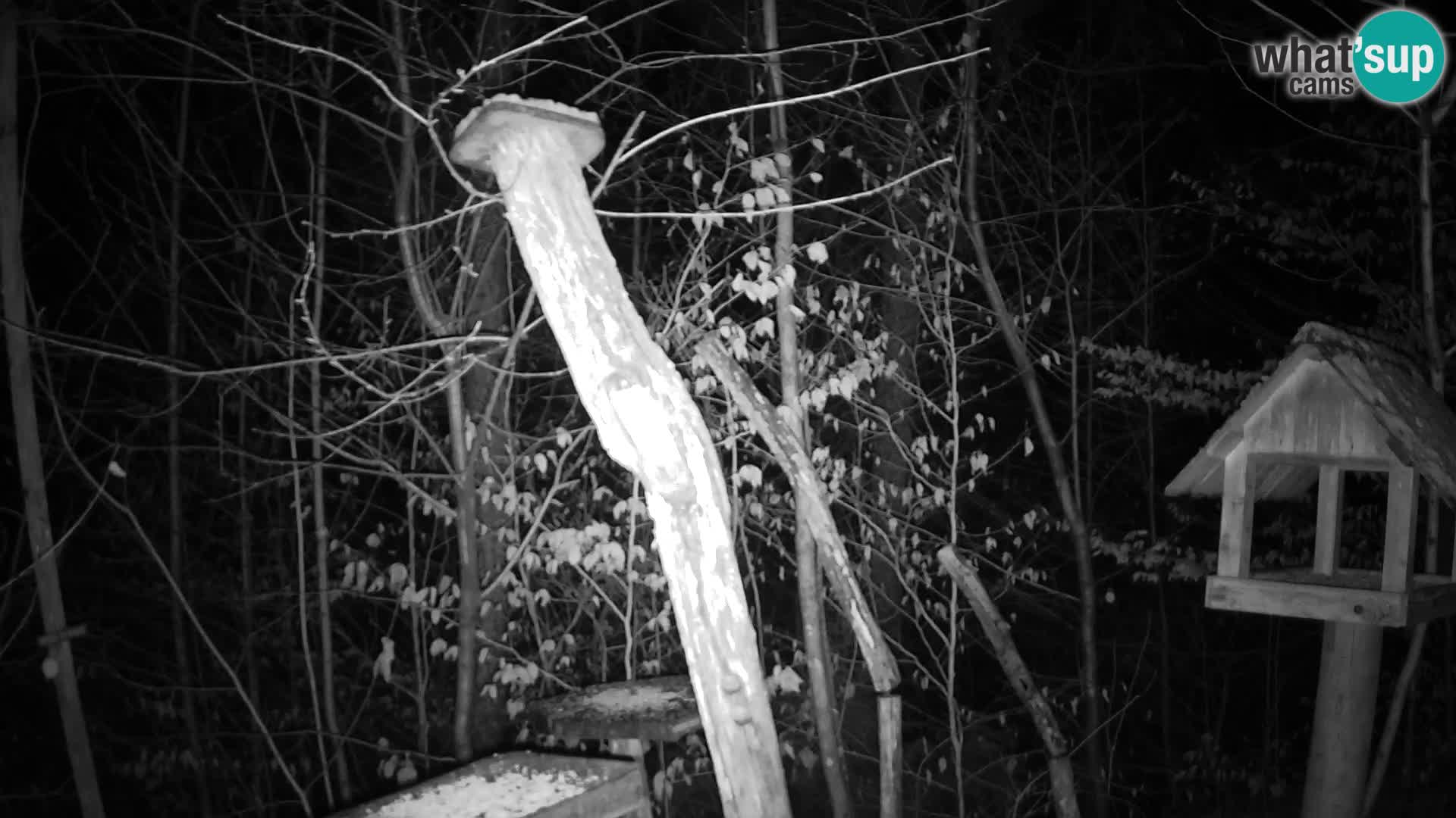 Bird feeders at ZOO Ljubljana webcam