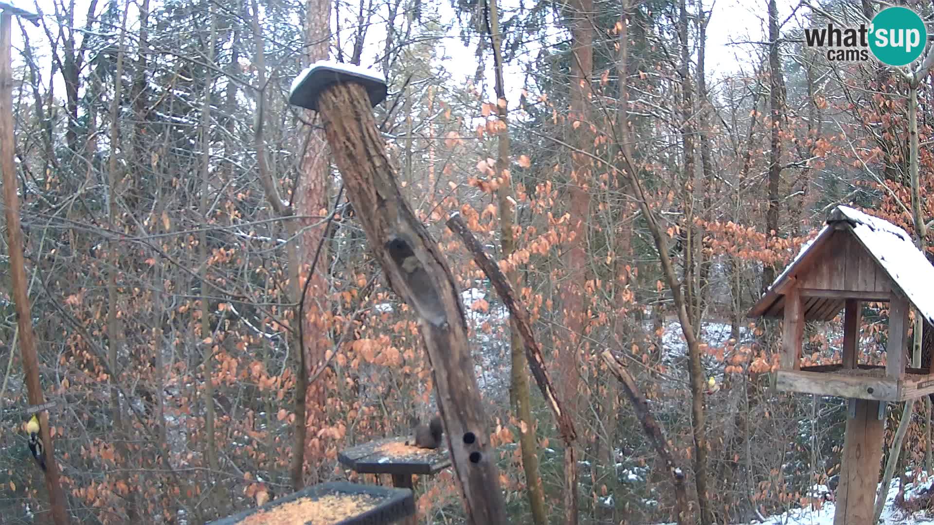 Bird feeders at ZOO Ljubljana webcam