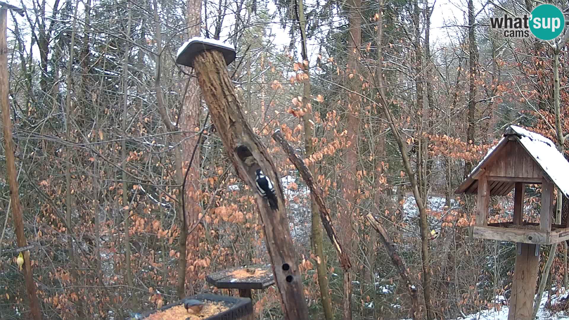 Mangeoires pour oiseaux au ZOO live webcam Ljubljana