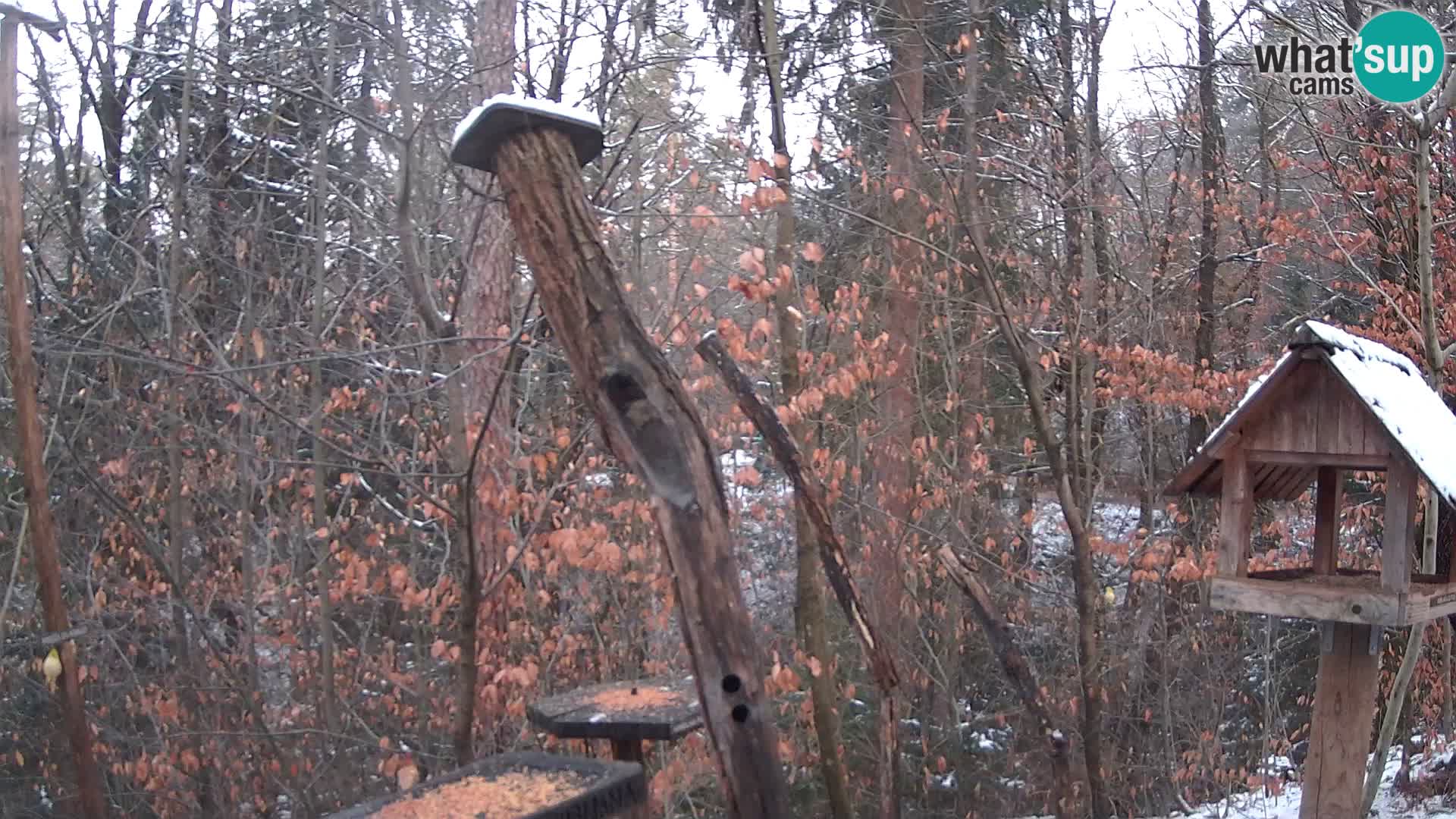 Vogelfutterhäuschen im ZOO webcam Ljubljana