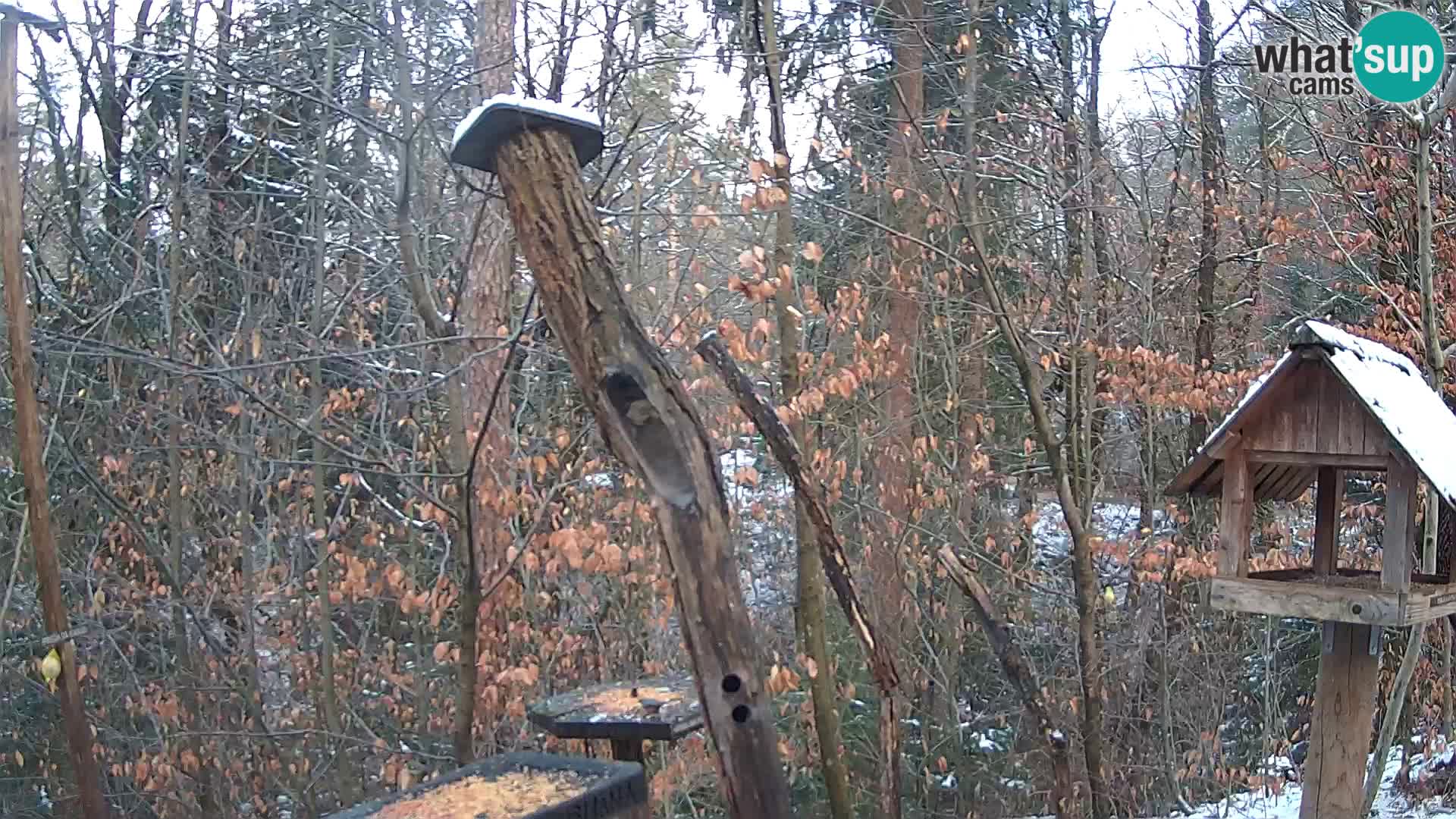 Comederos para pájaros en ZOO Ljubljana camera en vivo