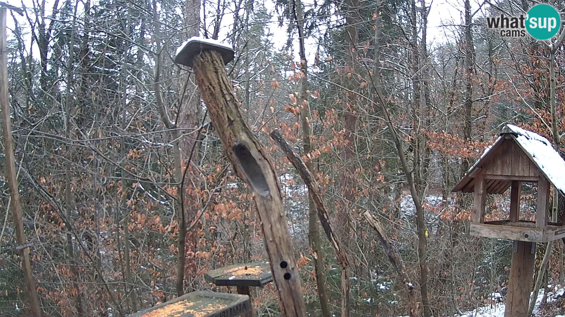 Vogelfutterhäuschen im ZOO webcam Ljubljana