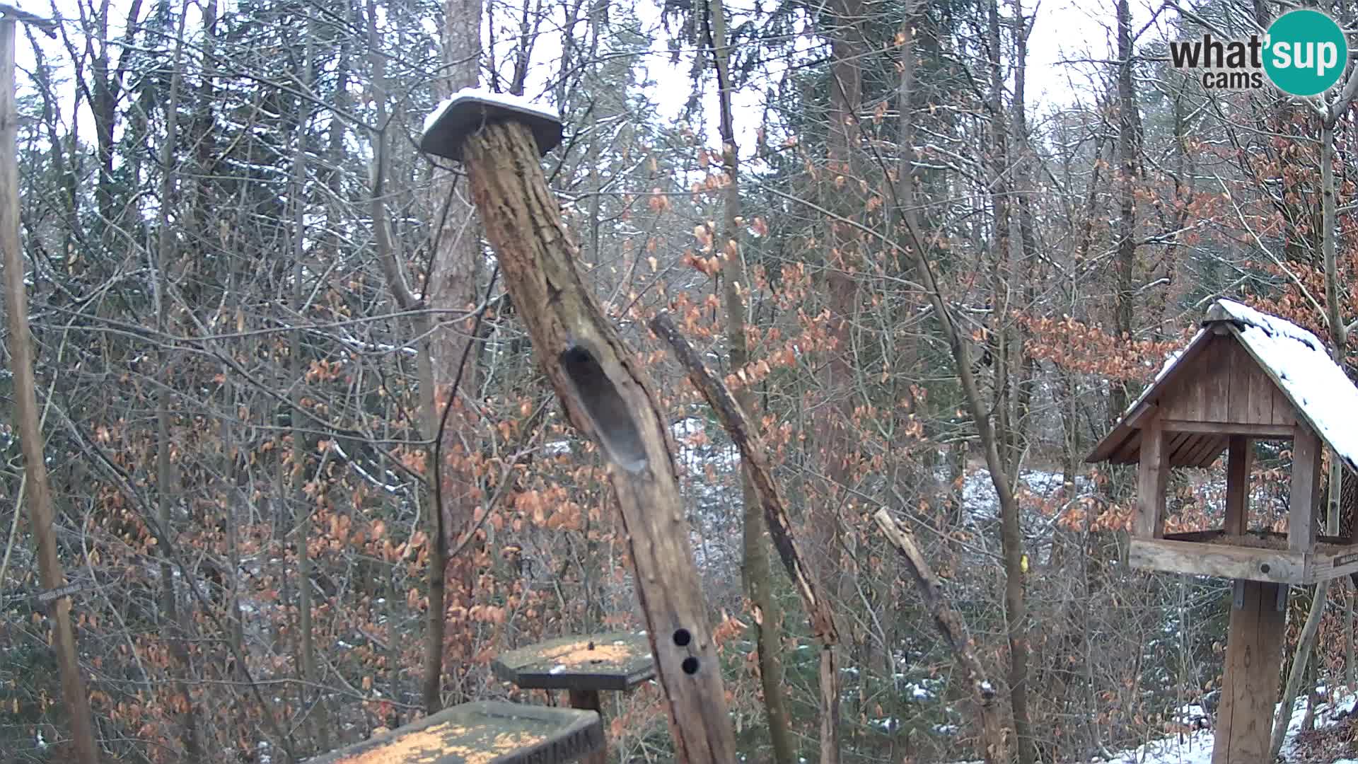 Comederos para pájaros en ZOO Ljubljana camera en vivo