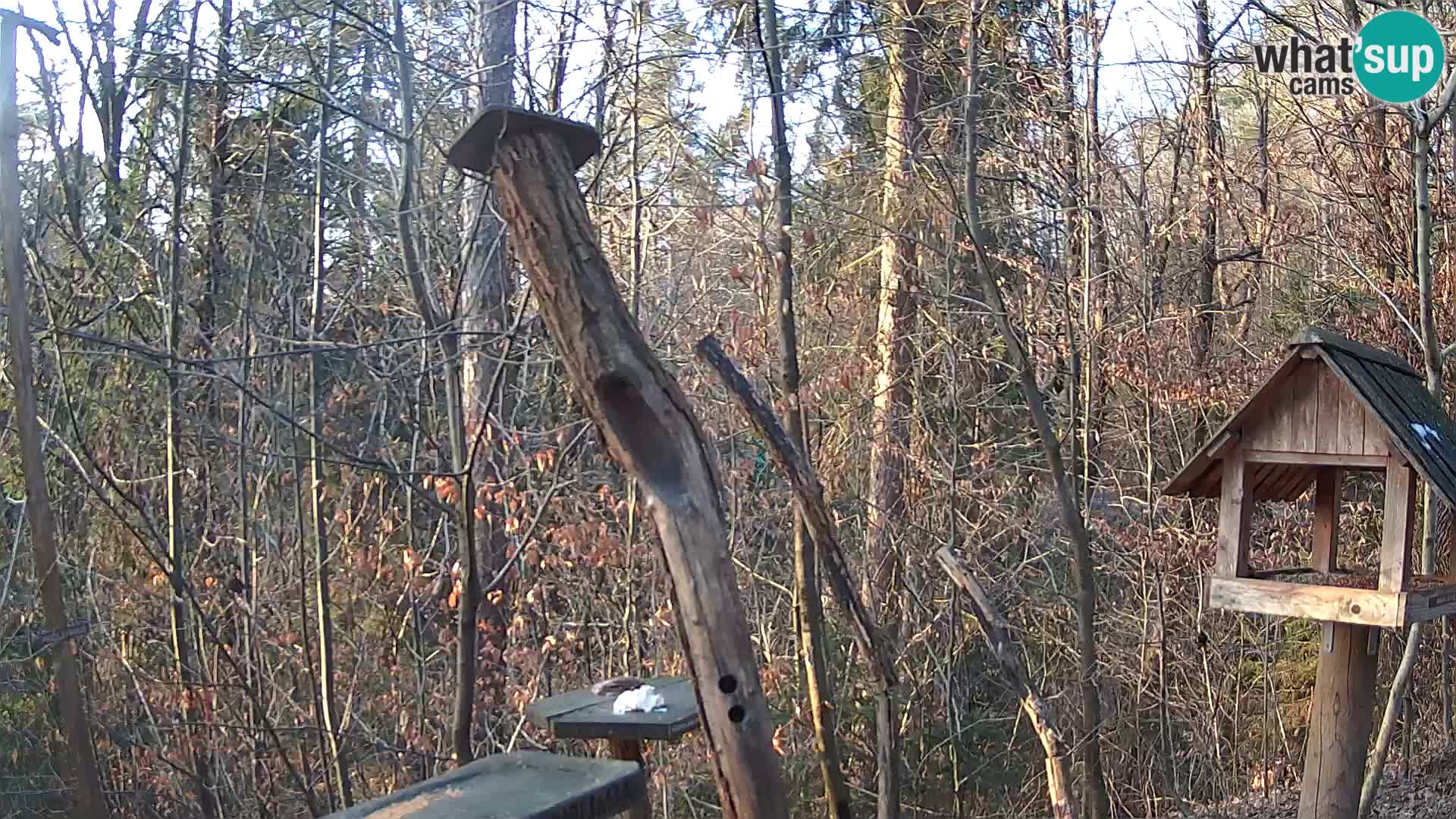 Krmilnice za ptiče v ZOO Ljubljana spletna kamera