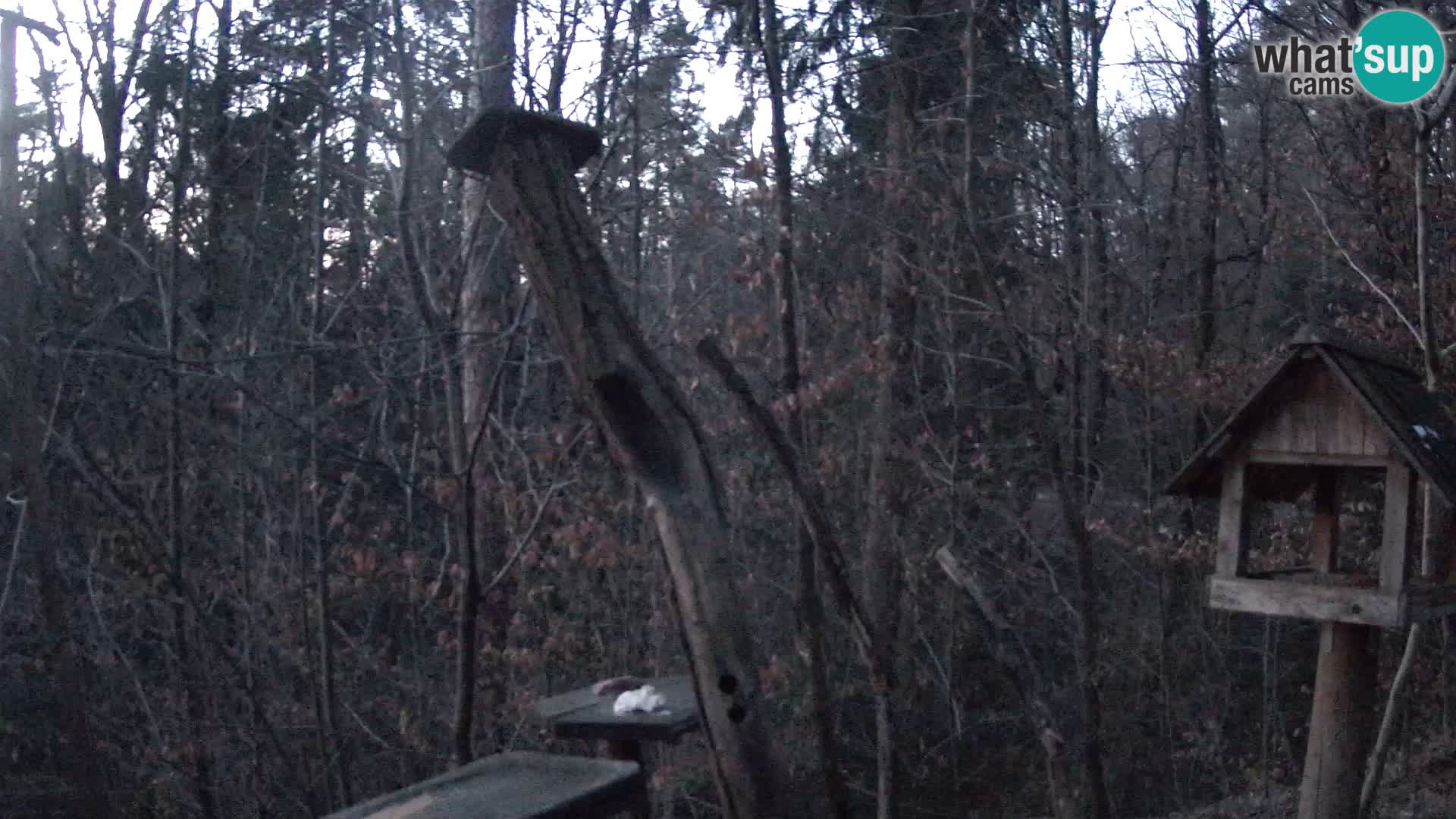 Bird feeders at ZOO Ljubljana webcam