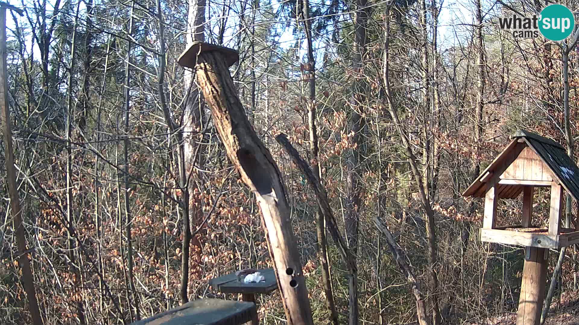 Comederos para pájaros en ZOO Ljubljana camera en vivo