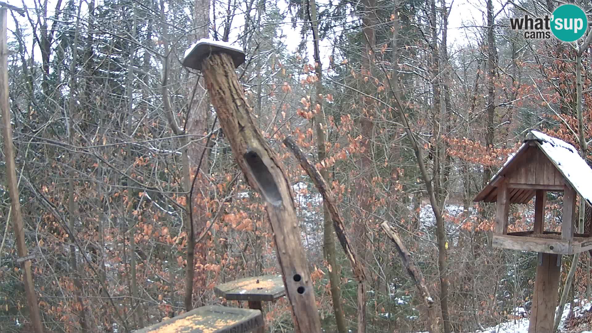 Vogelfutterhäuschen im ZOO webcam Ljubljana