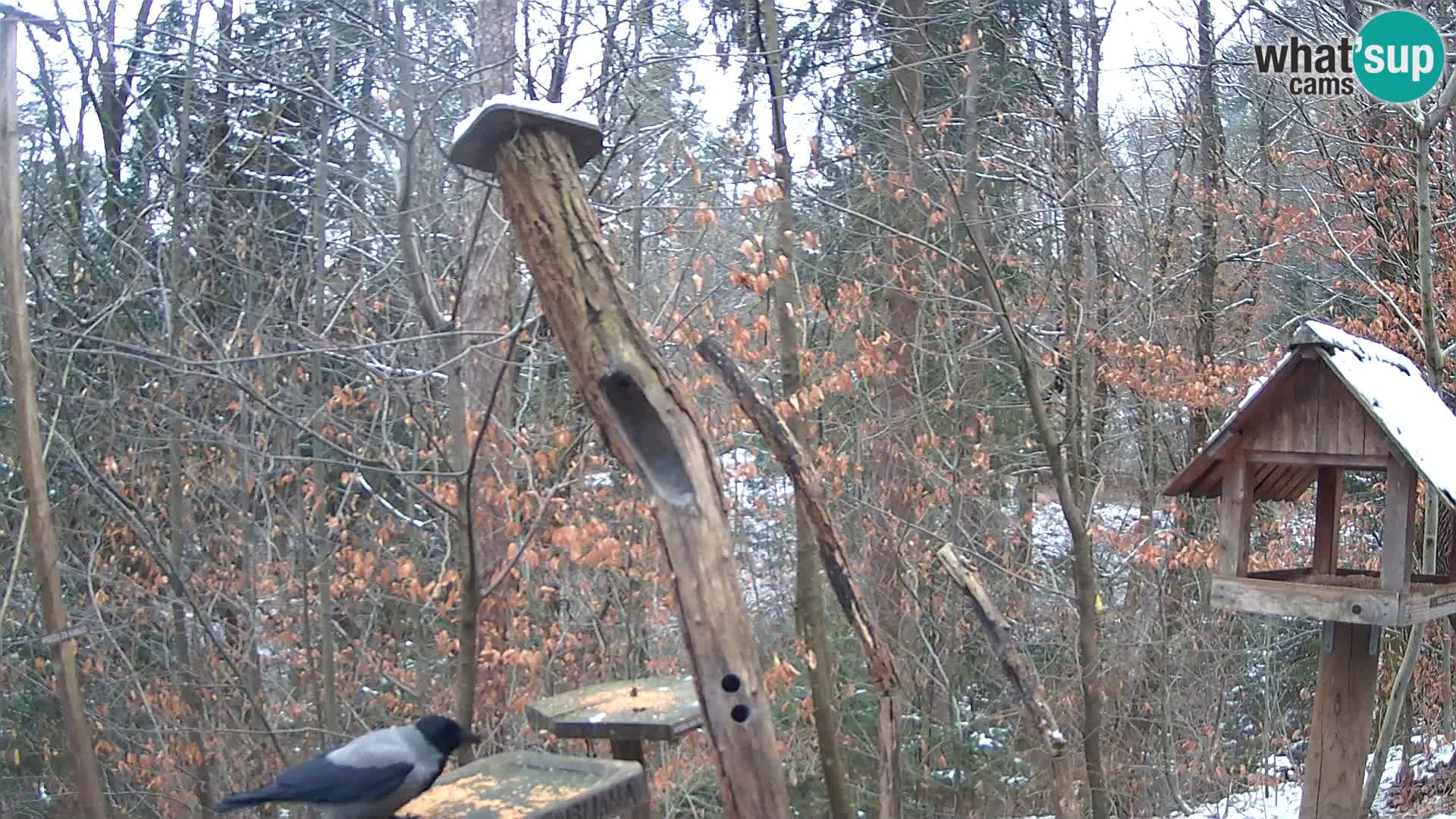 Vogelfutterhäuschen im ZOO webcam Ljubljana