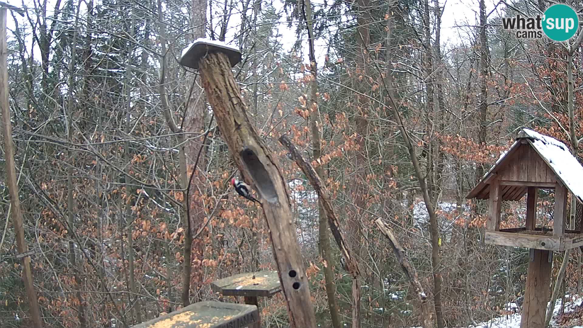 Mangeoires pour oiseaux au ZOO live webcam Ljubljana