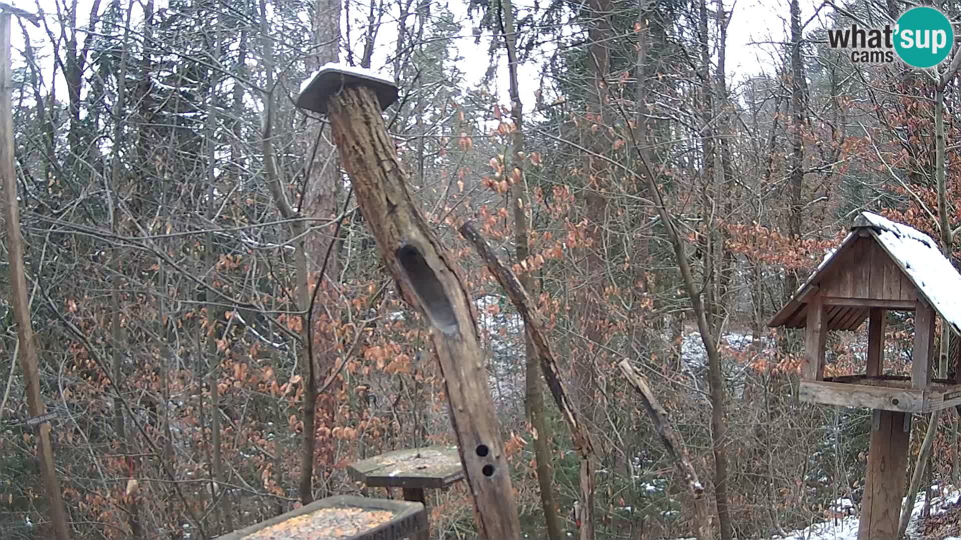 Krmilnice za ptiče v ZOO Ljubljana spletna kamera