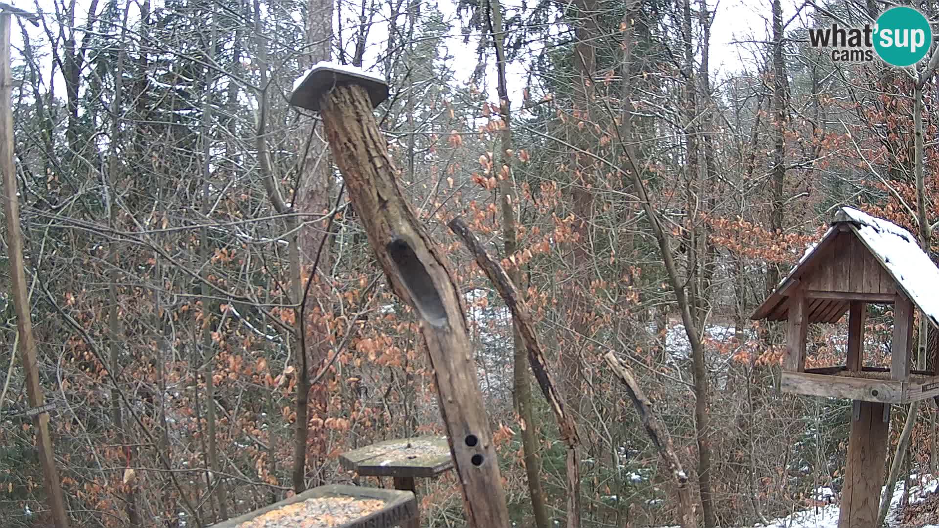 Comederos para pájaros en ZOO Ljubljana camera en vivo