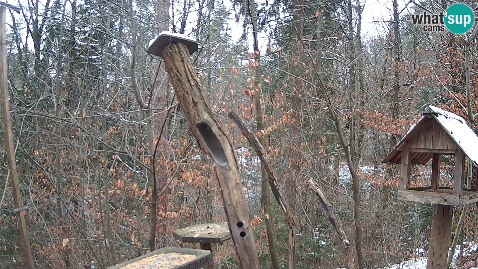 Bird feeders at ZOO Ljubljana webcam