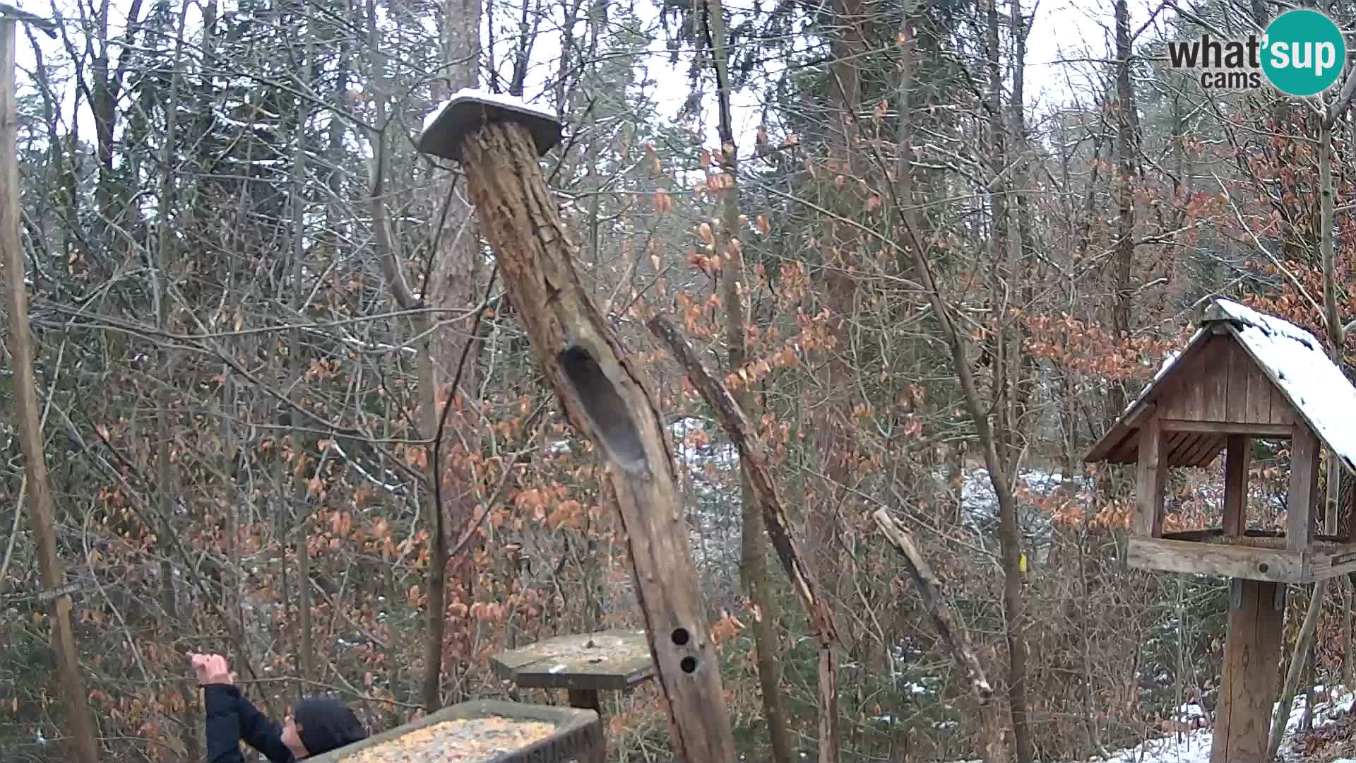 Vogelfutterhäuschen im ZOO webcam Ljubljana