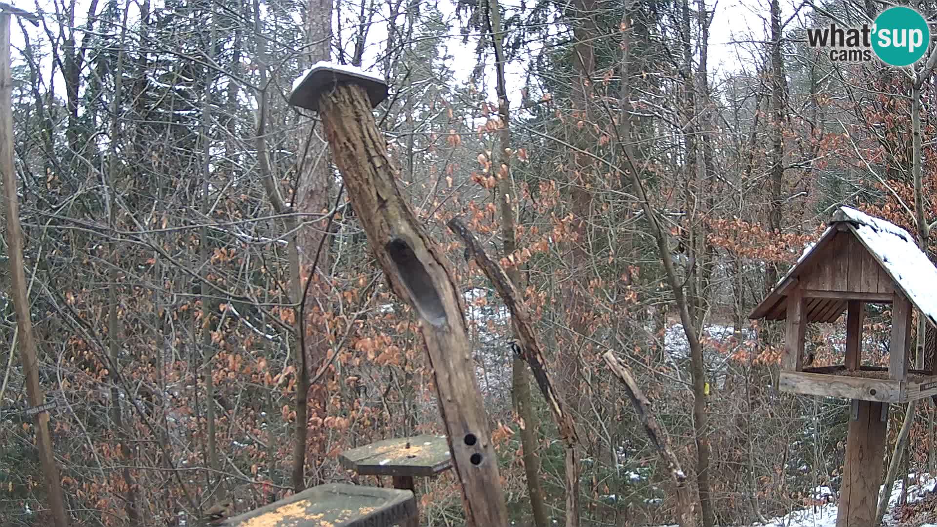 Bird feeders at ZOO Ljubljana webcam