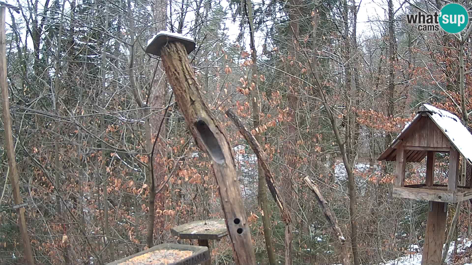 Mangeoires pour oiseaux au ZOO live webcam Ljubljana