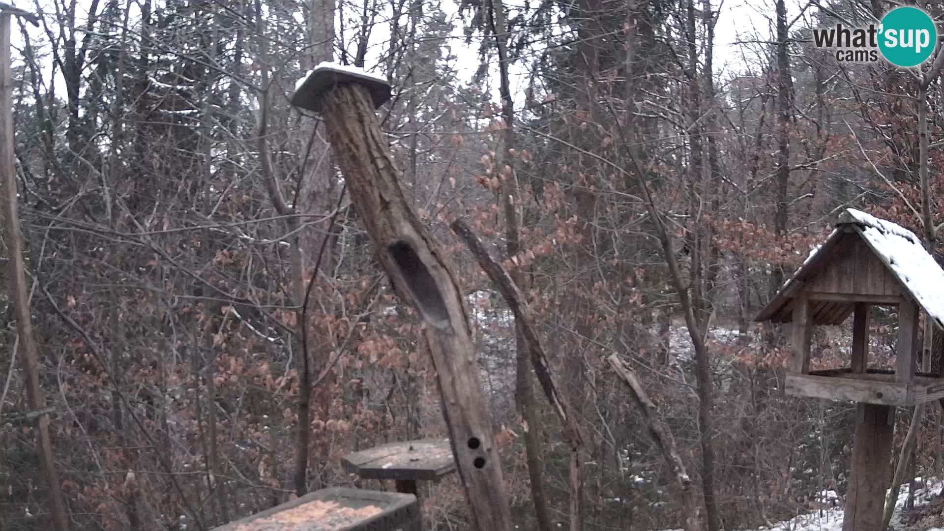 Krmilnice za ptiče v ZOO Ljubljana spletna kamera