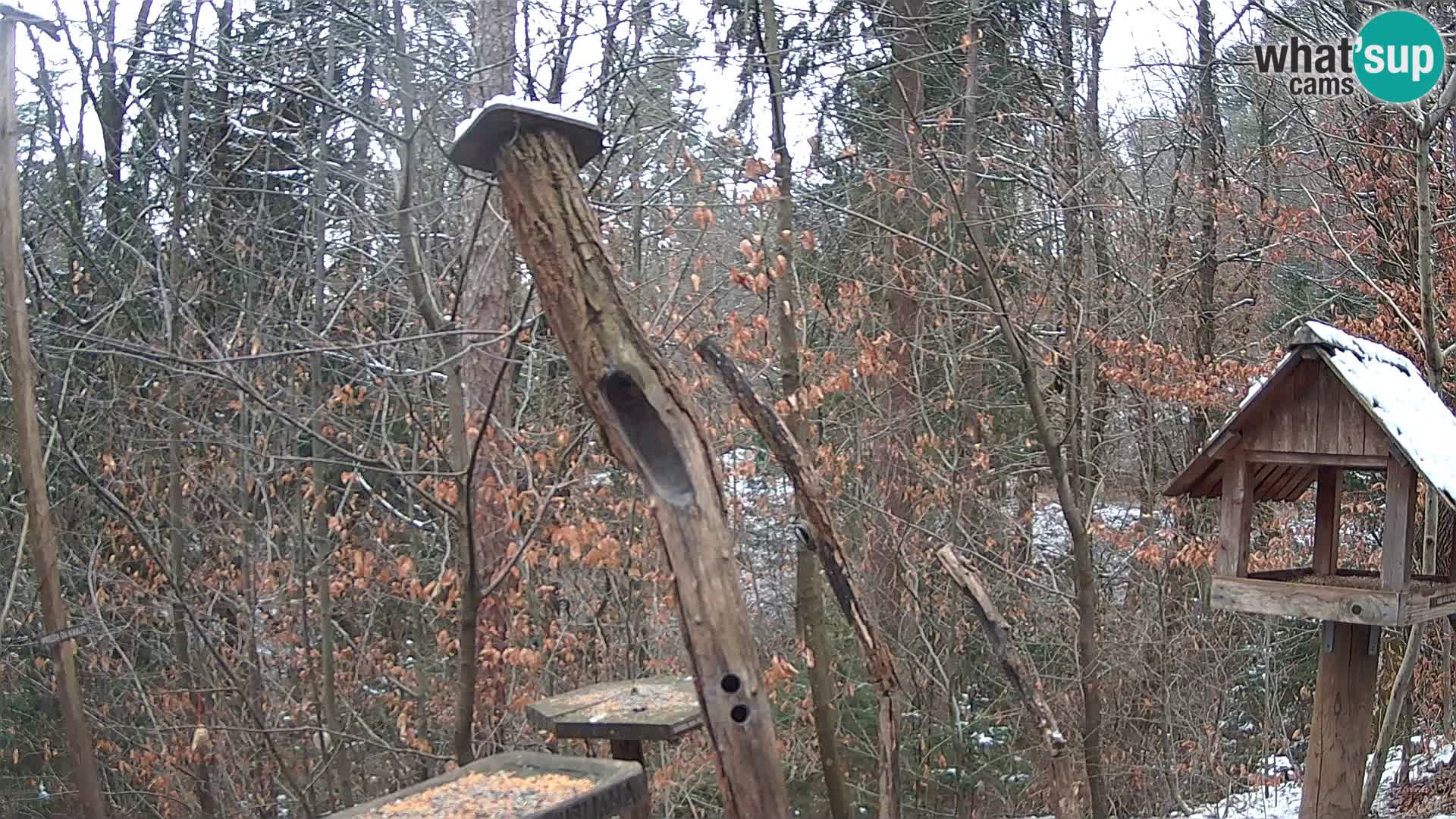 Mangeoires pour oiseaux au ZOO live webcam Ljubljana