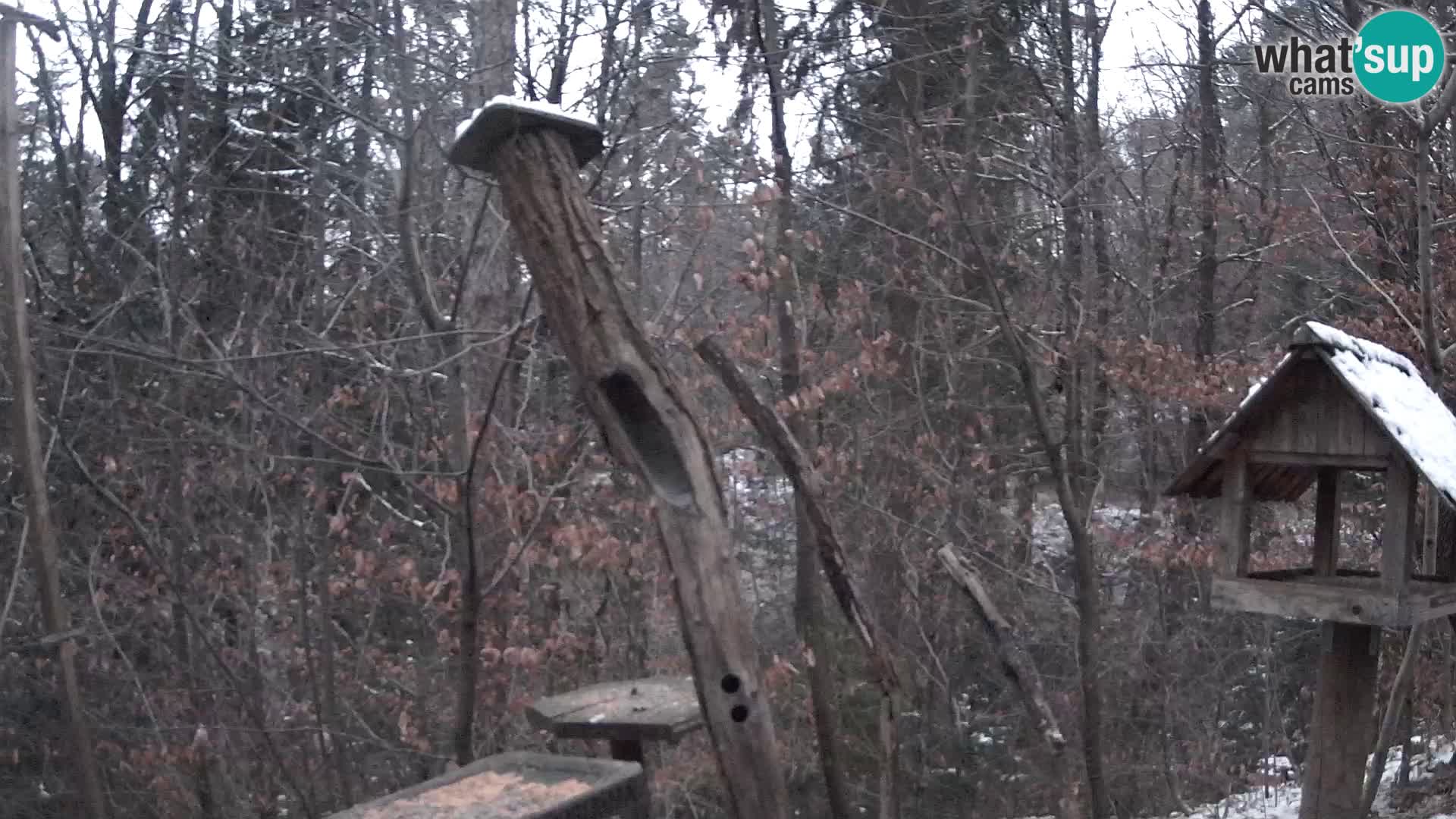 Mangeoires pour oiseaux au ZOO live webcam Ljubljana