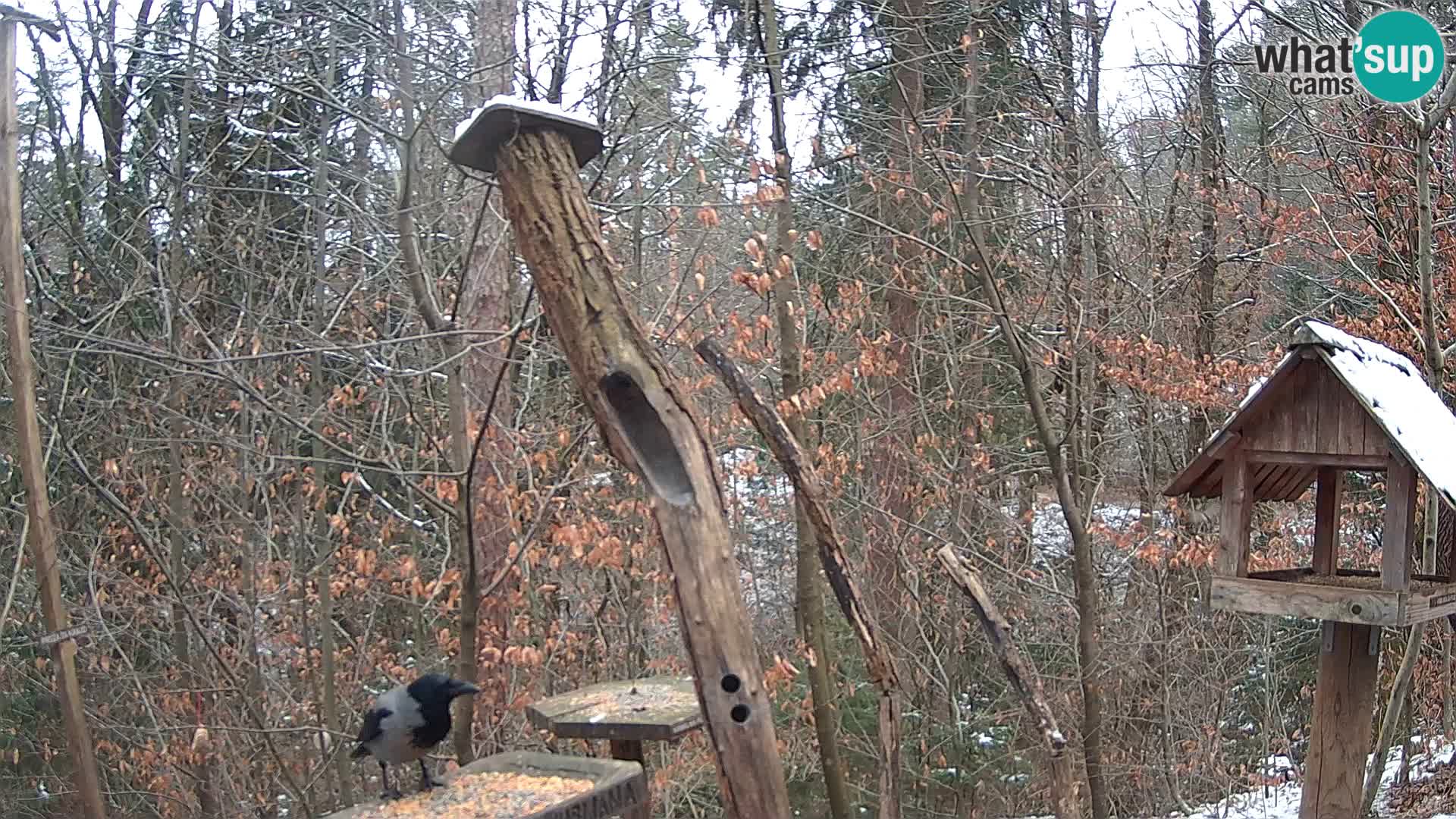 Krmilnice za ptiče v ZOO Ljubljana spletna kamera