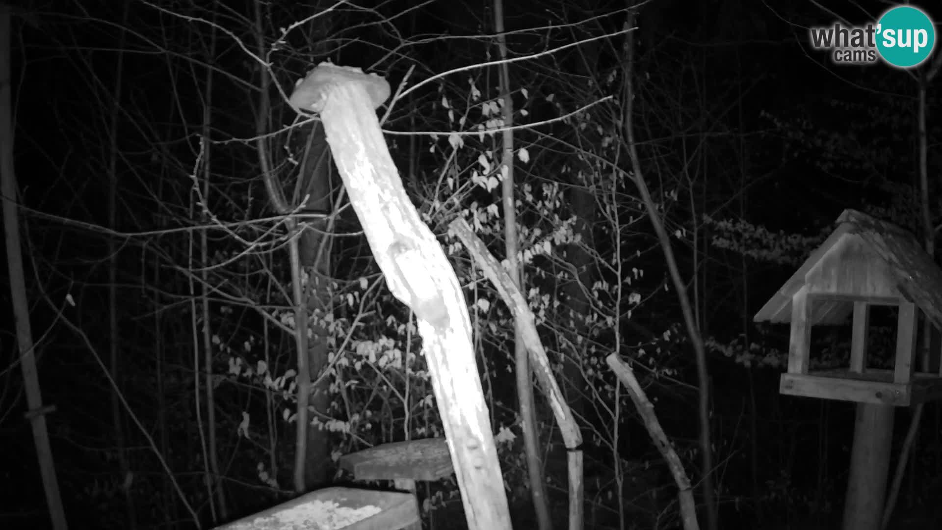 Bird feeders at ZOO Ljubljana webcam