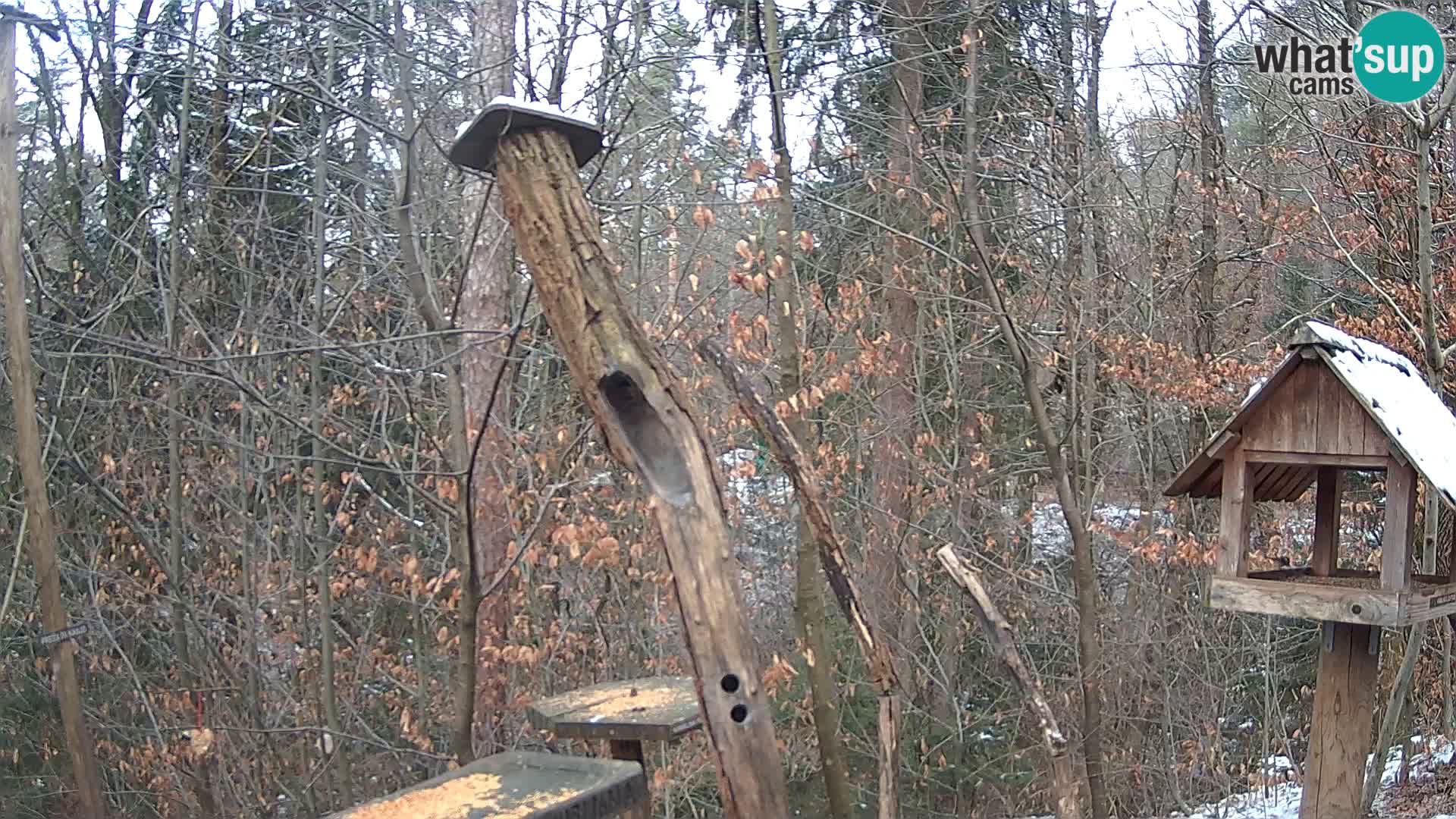 Krmilnice za ptiče v ZOO Ljubljana spletna kamera