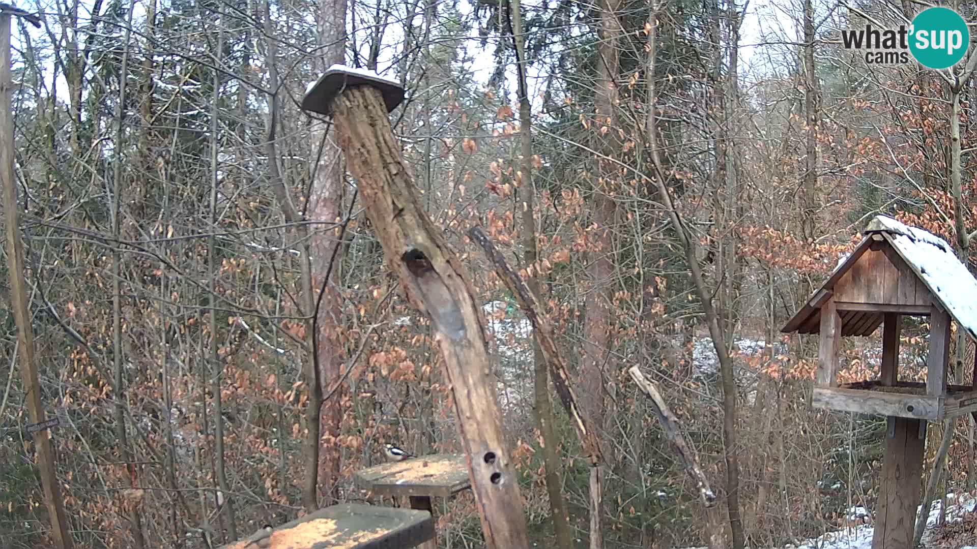 Vogelfutterhäuschen im ZOO webcam Ljubljana