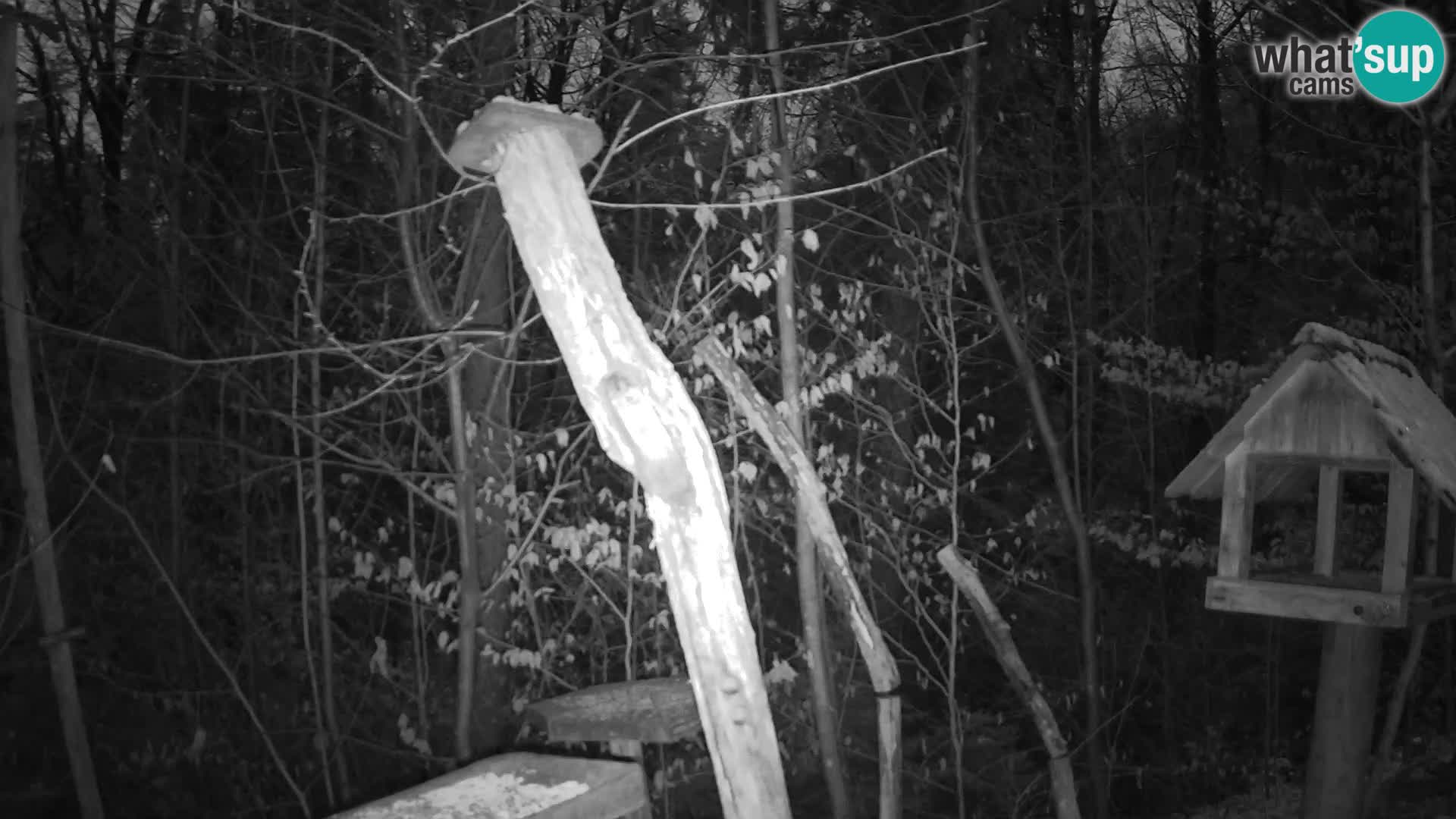 Bird feeders at ZOO Ljubljana webcam